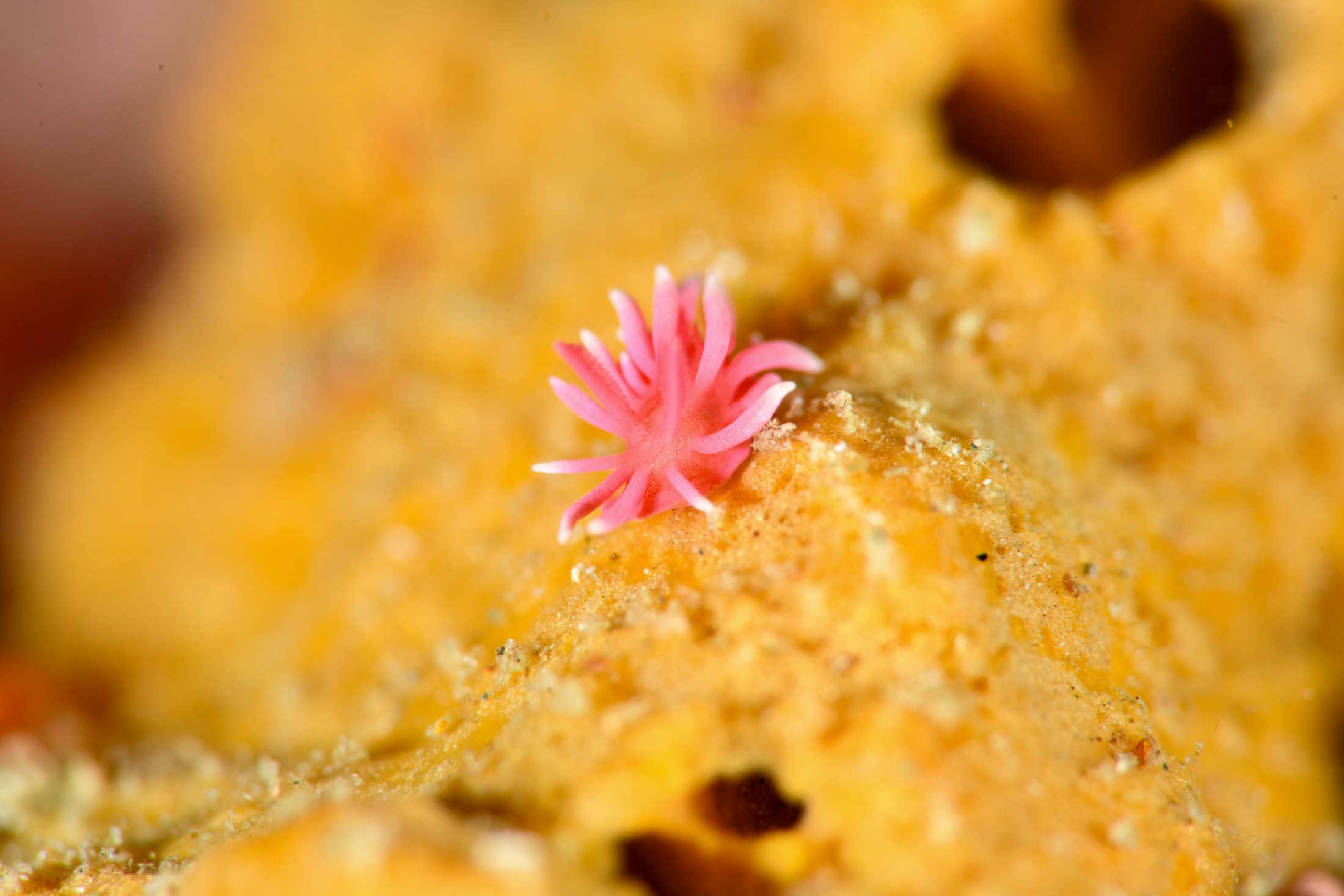 ヒロウミウシ（Ceratodoris hiroi）｜冬の雲見