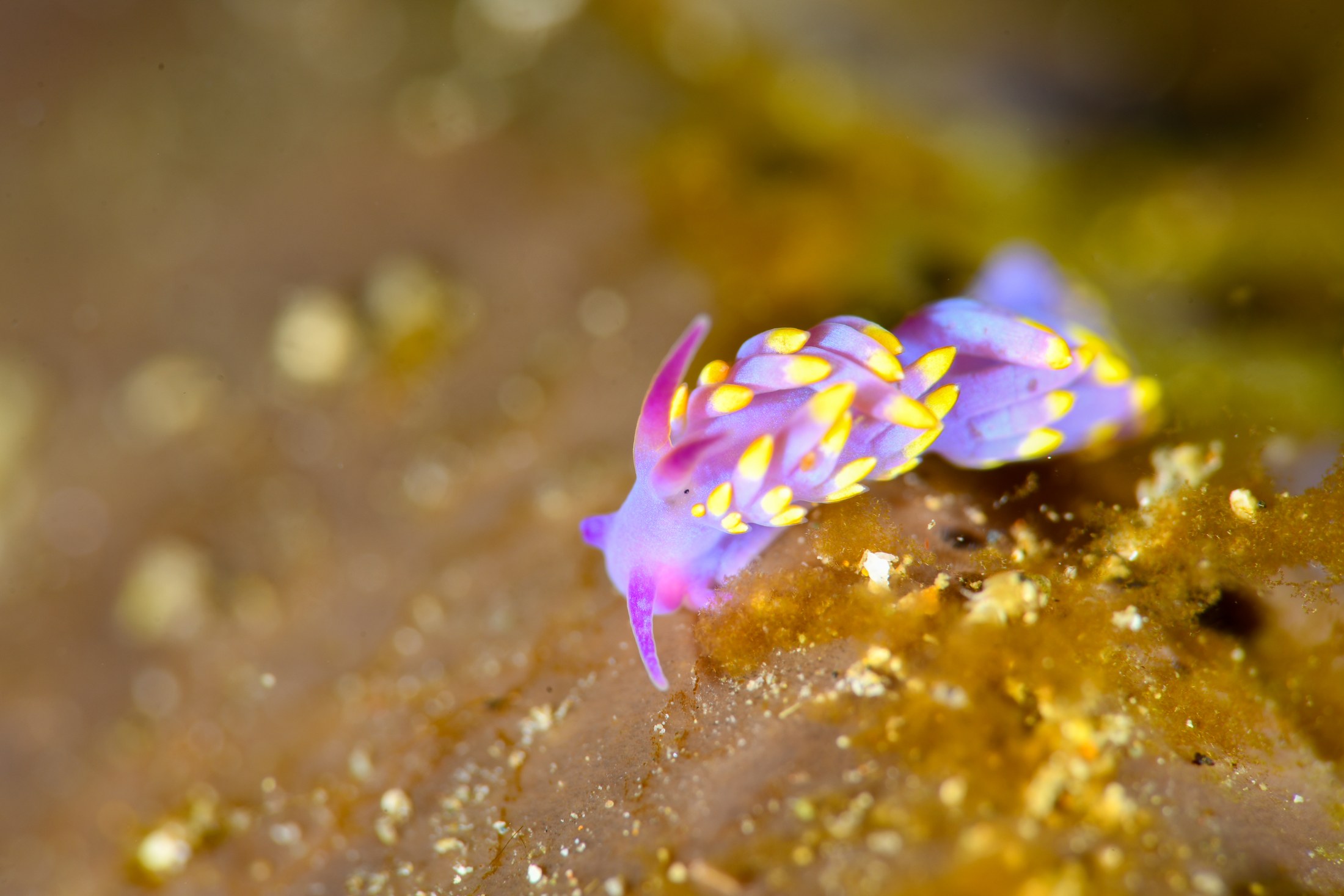 ミチヨミノウミウシ（Phestilla sibogae）｜冬の雲見