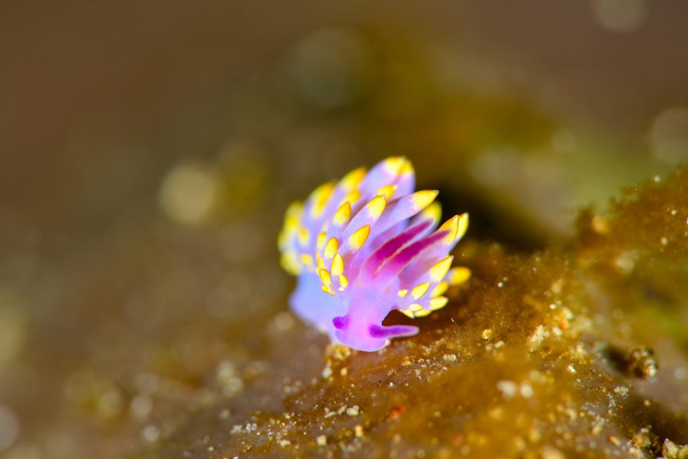 ミチヨミノウミウシ（Phestilla sibogae）｜冬の雲見
