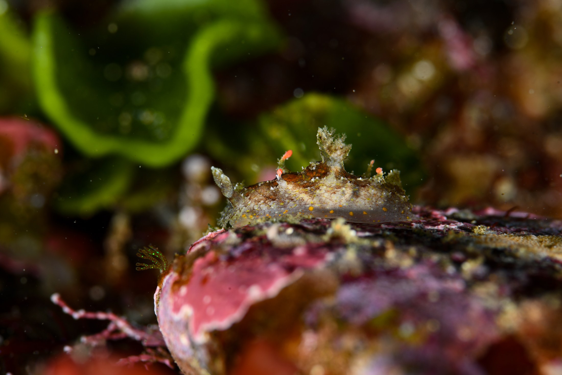 プロカモペルス・セイロニクス（Plocamopherus ceylonicus）｜冬の雲見