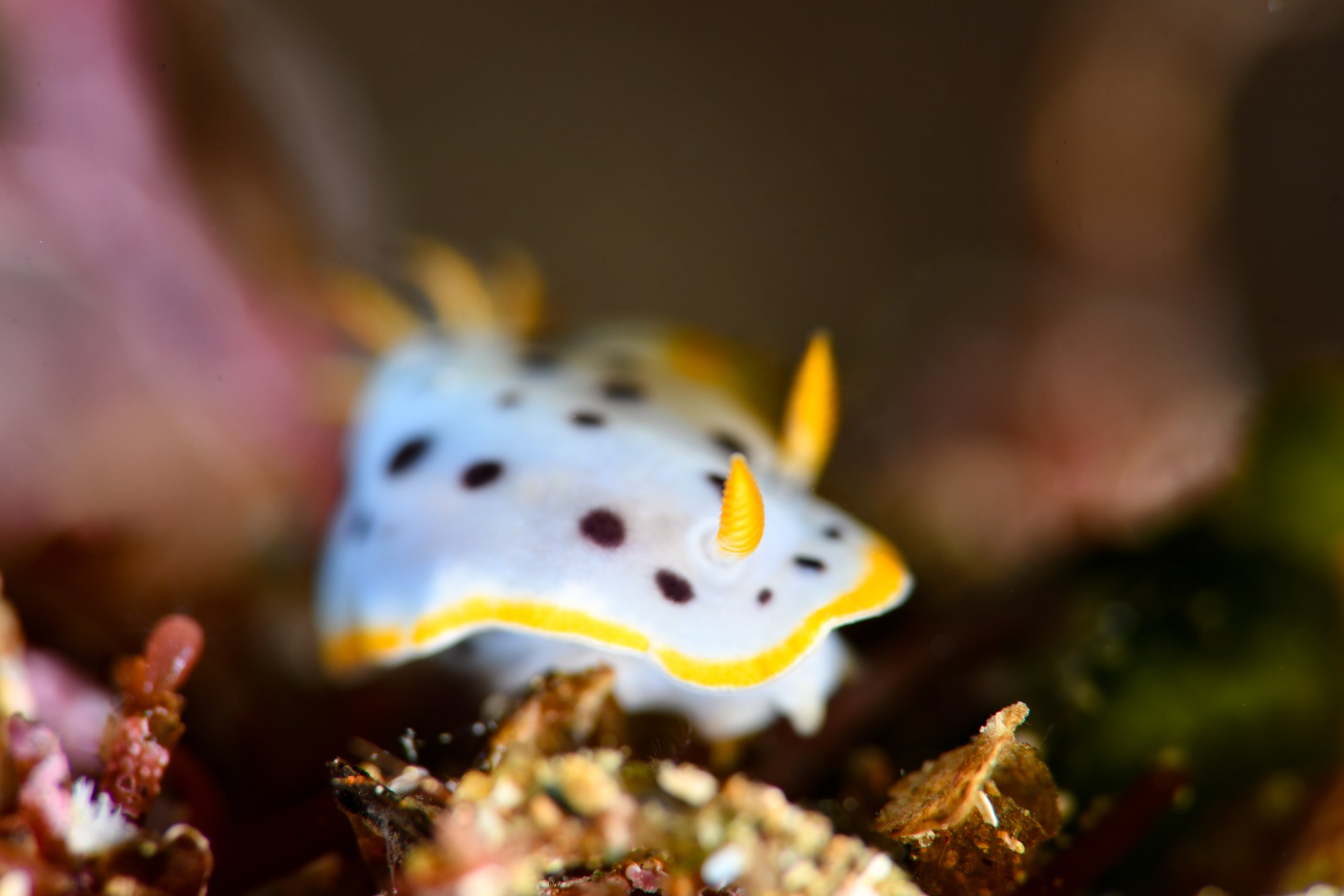 シロウミウシ（Chromodoris orientalis）｜冬の雲見