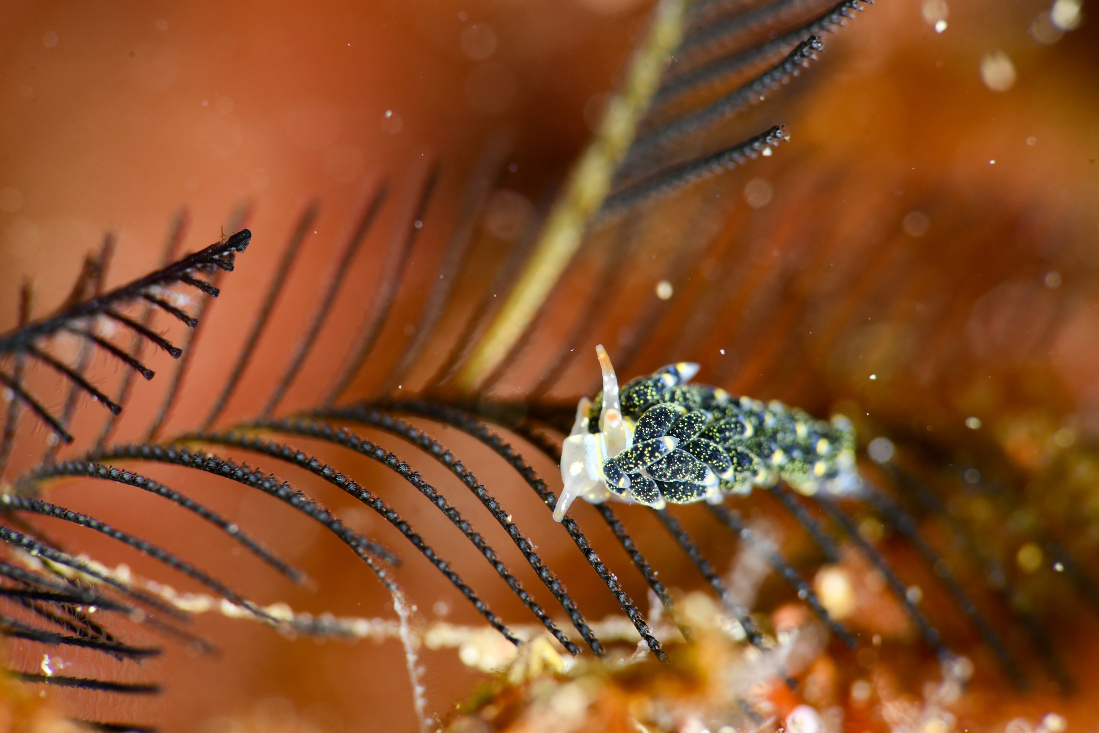 ミノウミウシsp.2（Aeolidina sp. 2）｜冬の雲見