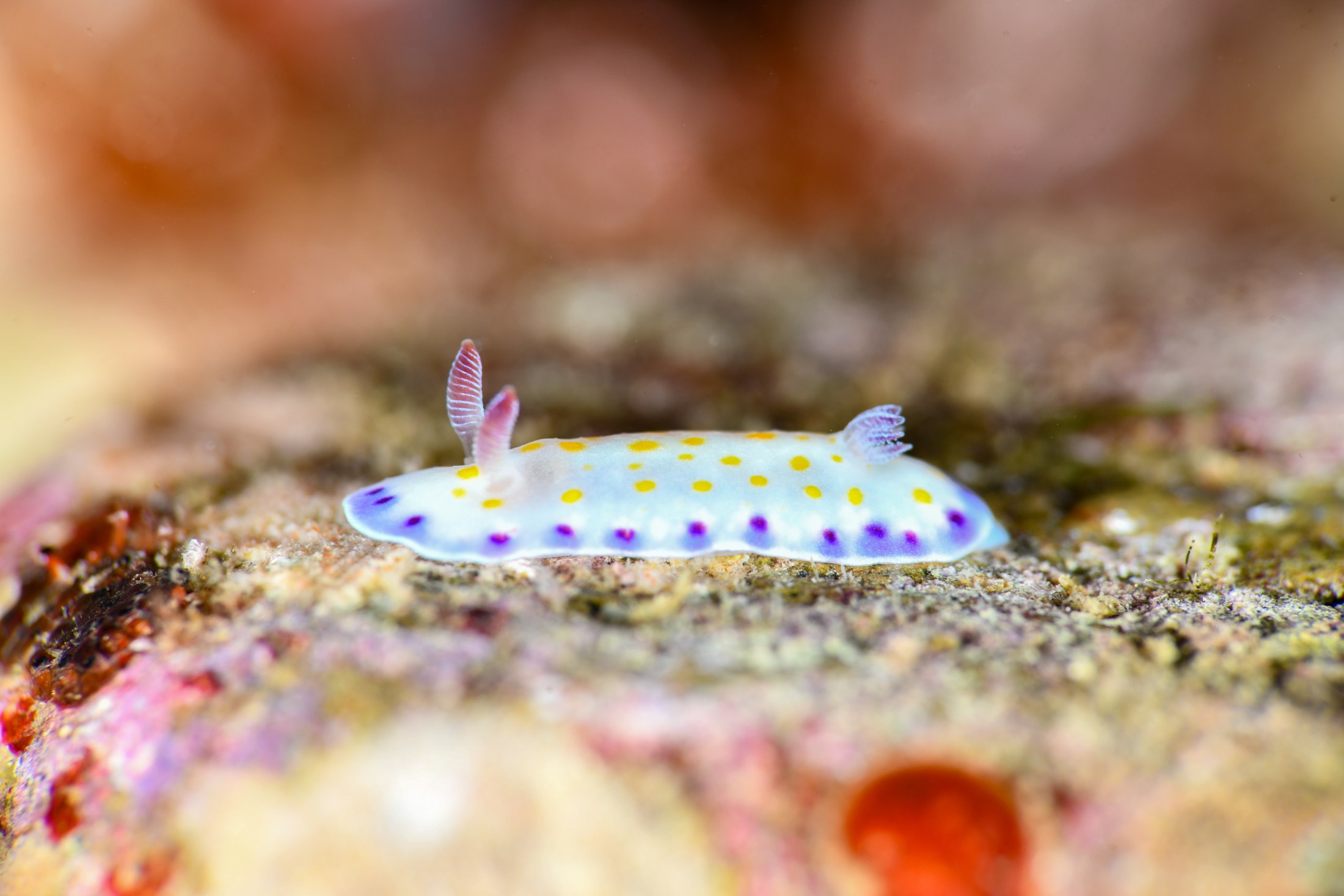 コモンウミウシ（Goniobranchus aureopurpureus）｜冬の雲見