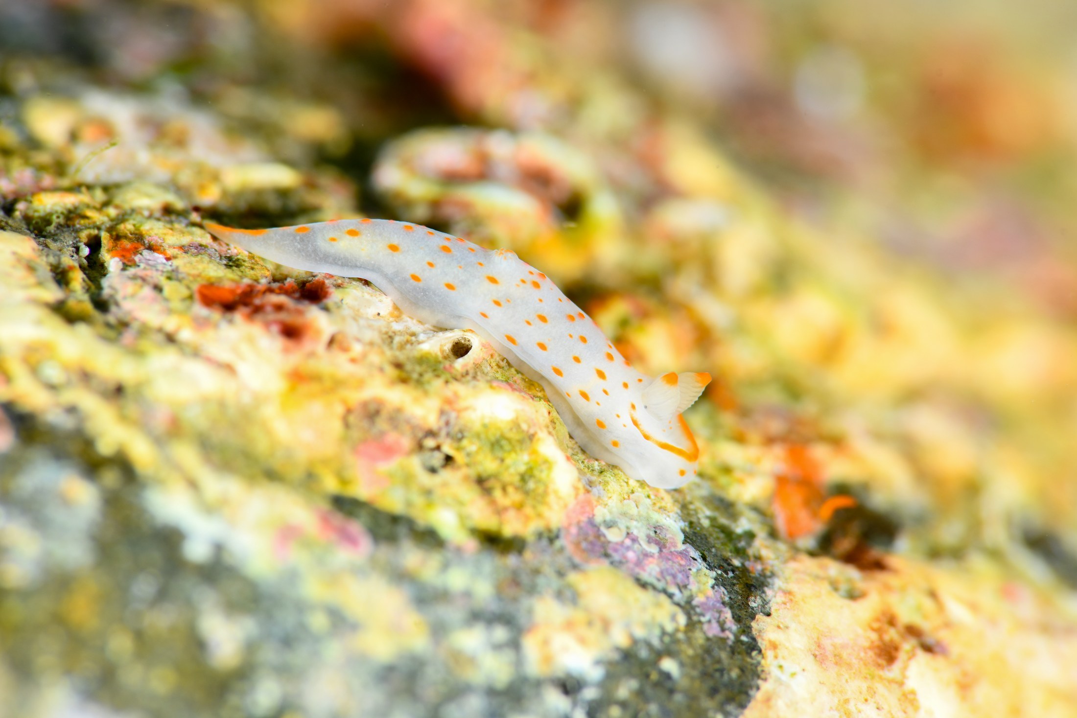 キヌハダウミウシ（Gymnodoris inornata）｜冬の雲見