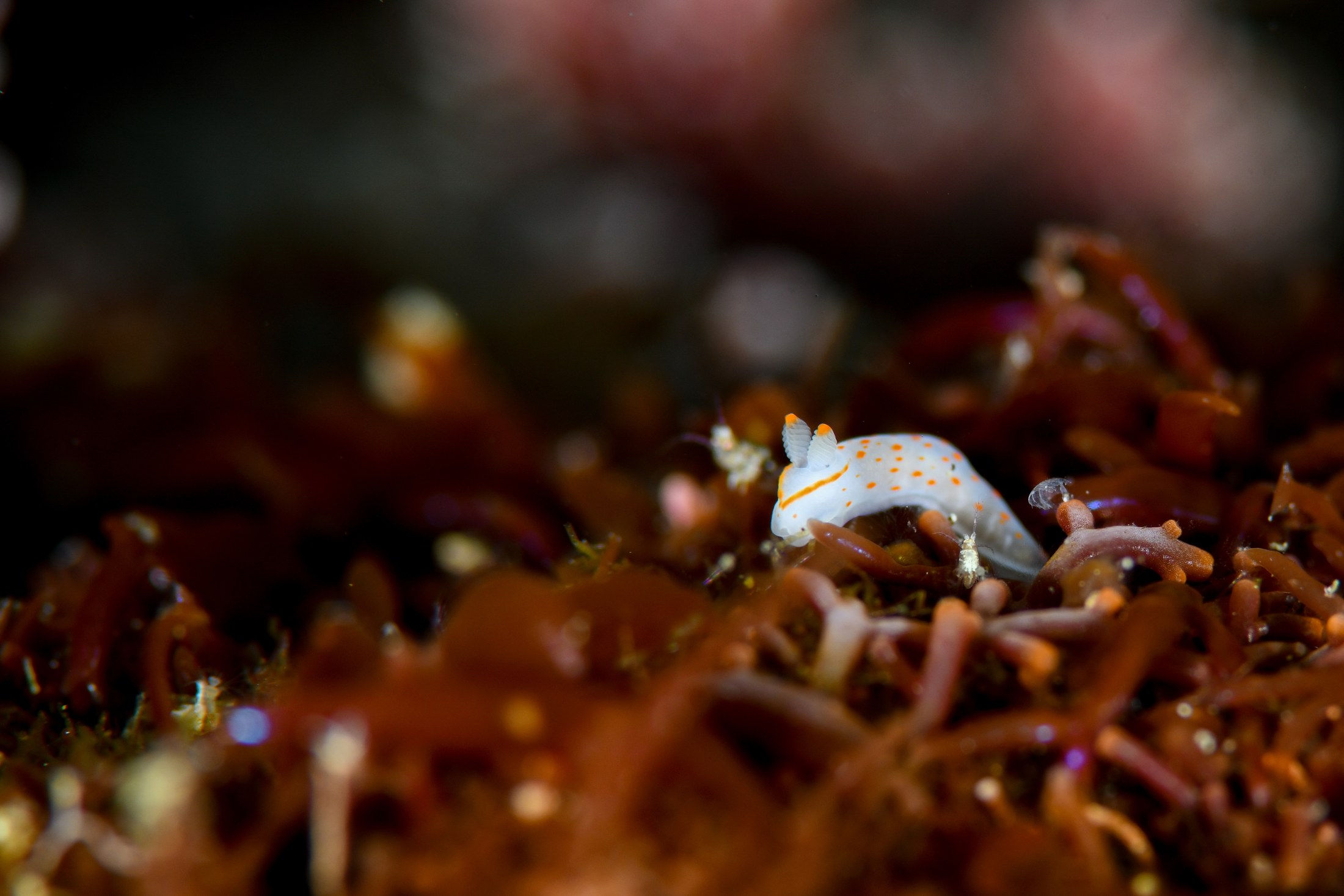 キヌハダウミウシ（Gymnodoris inornata）｜冬の雲見