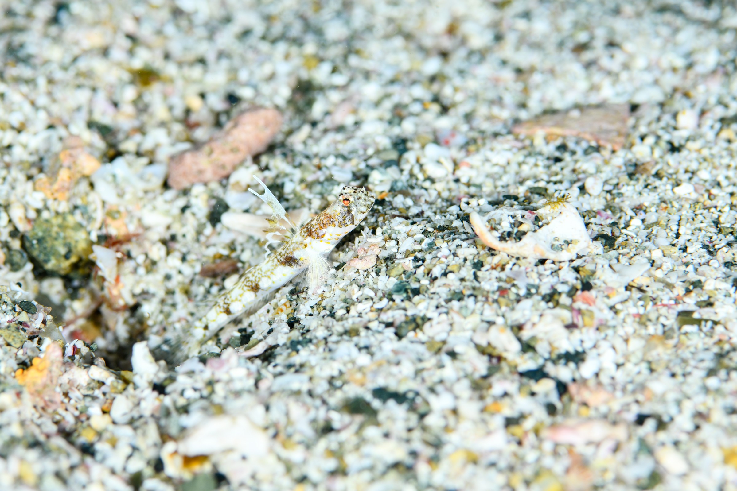 ヒメオニハゼ（Tomiyamichthys alleni）｜串本