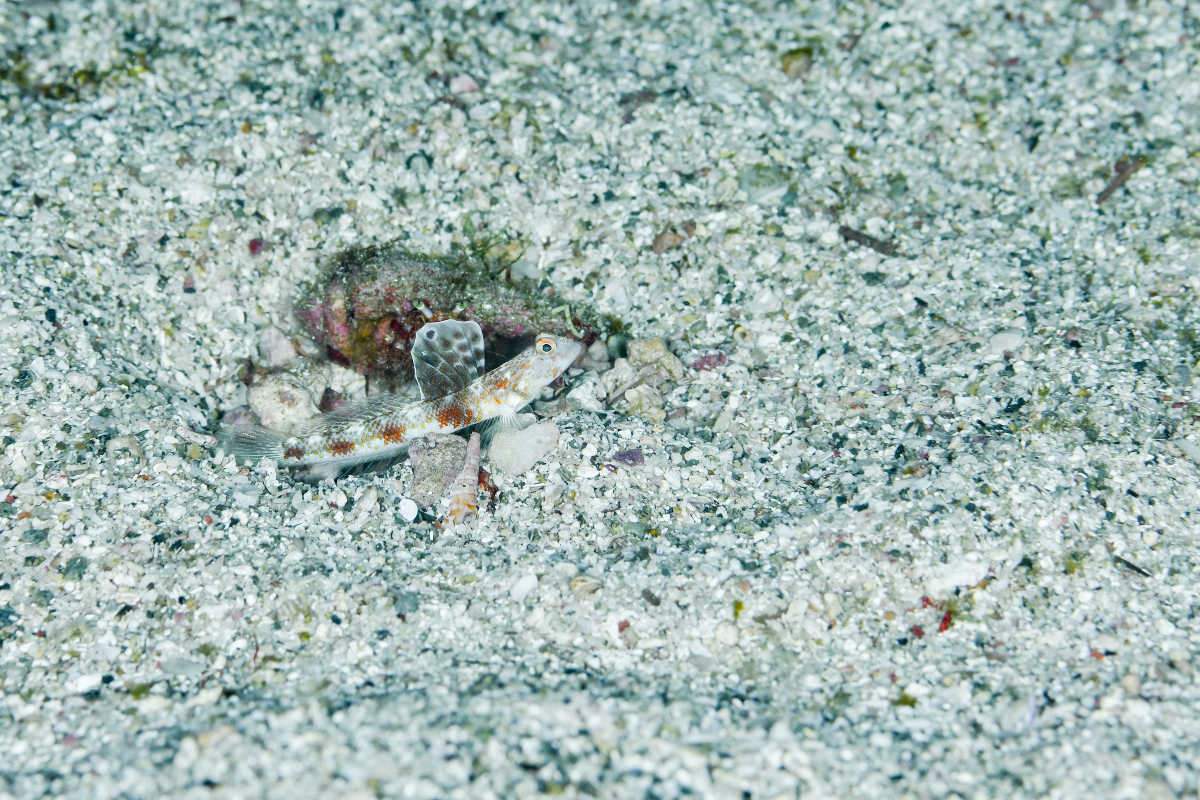 ホタルビオニハゼ（メス）（Tomiyamichthys hyacinthinus）｜串本