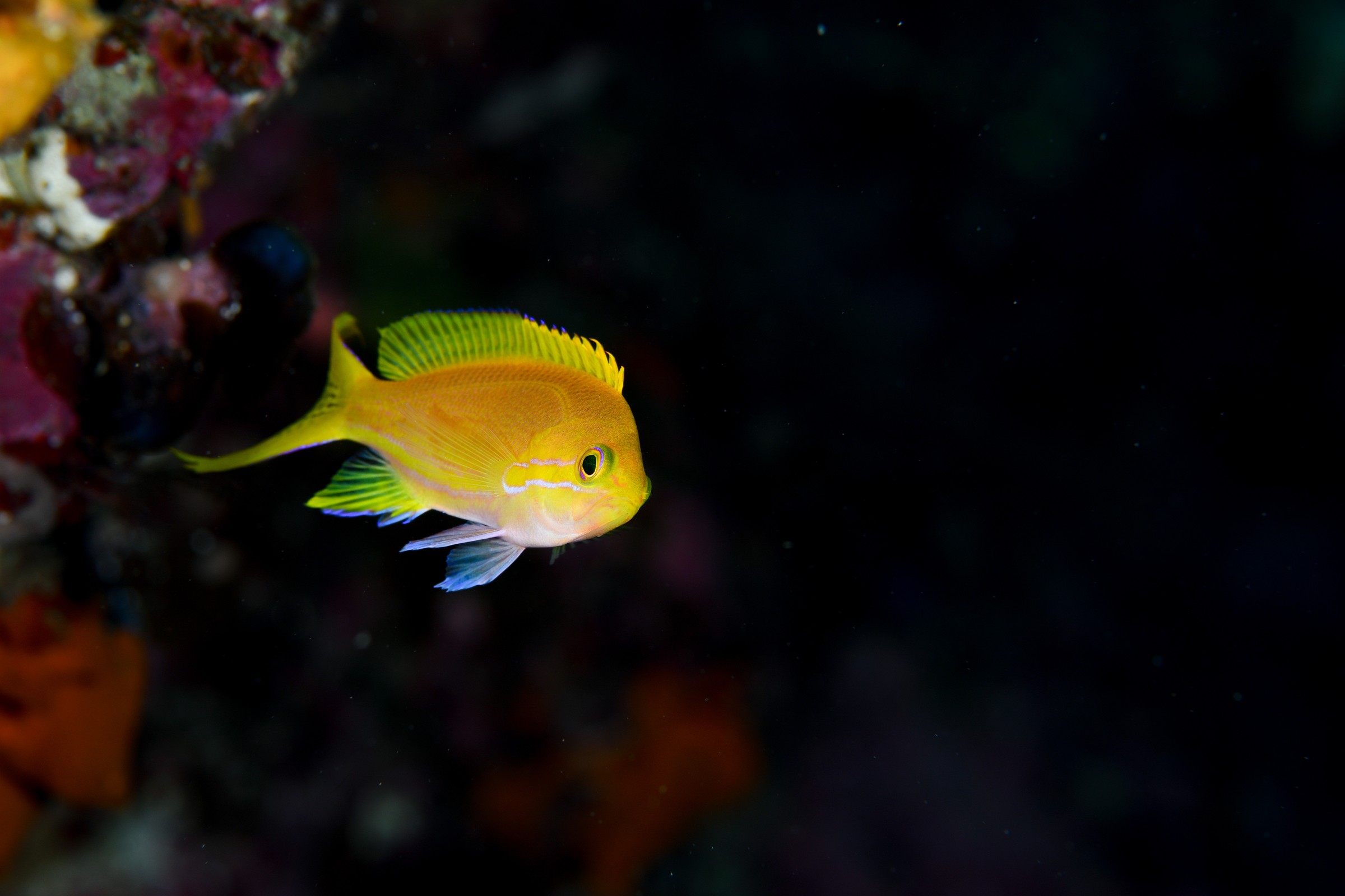 スミレナガハナダイ（メス）（Pseudanthias pleurotaenia）｜串本