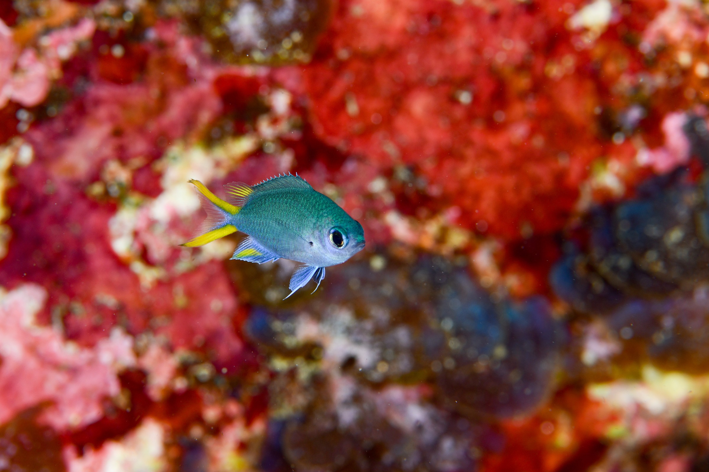 アルファスズメダイ（幼魚）（Chromis alpha）｜串本