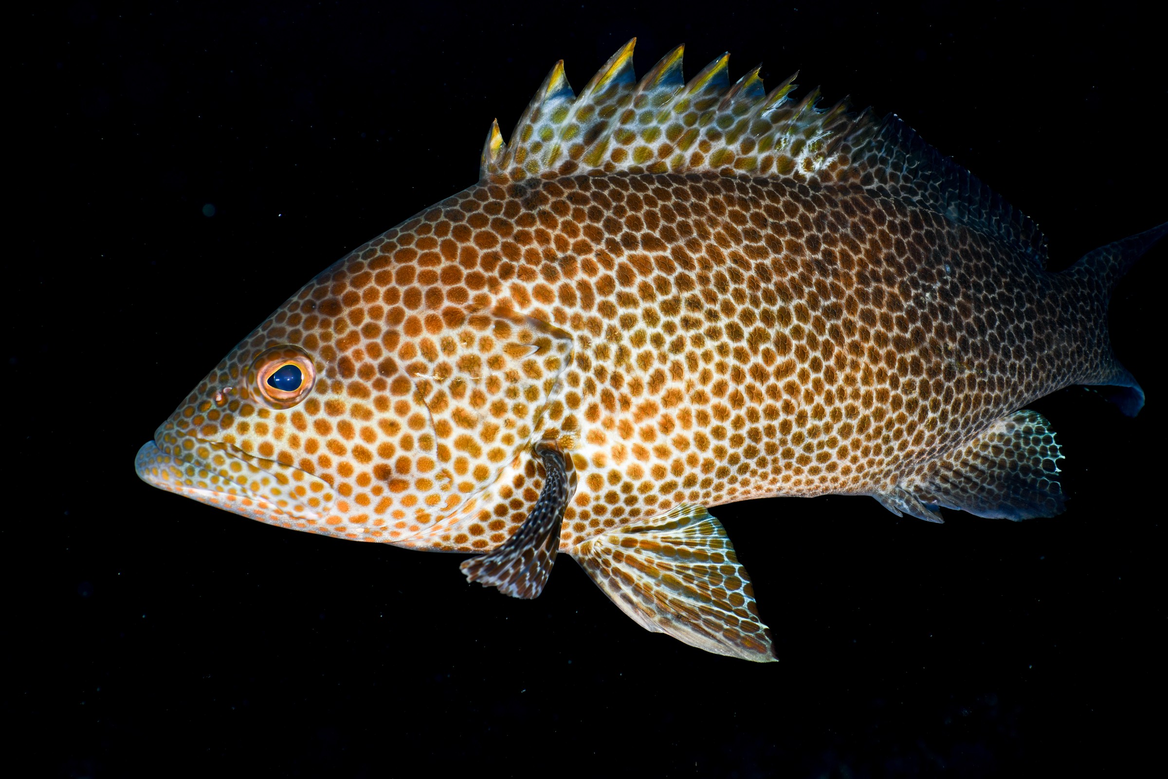 オオモンハタ（Epinephelus areolatus）｜串本