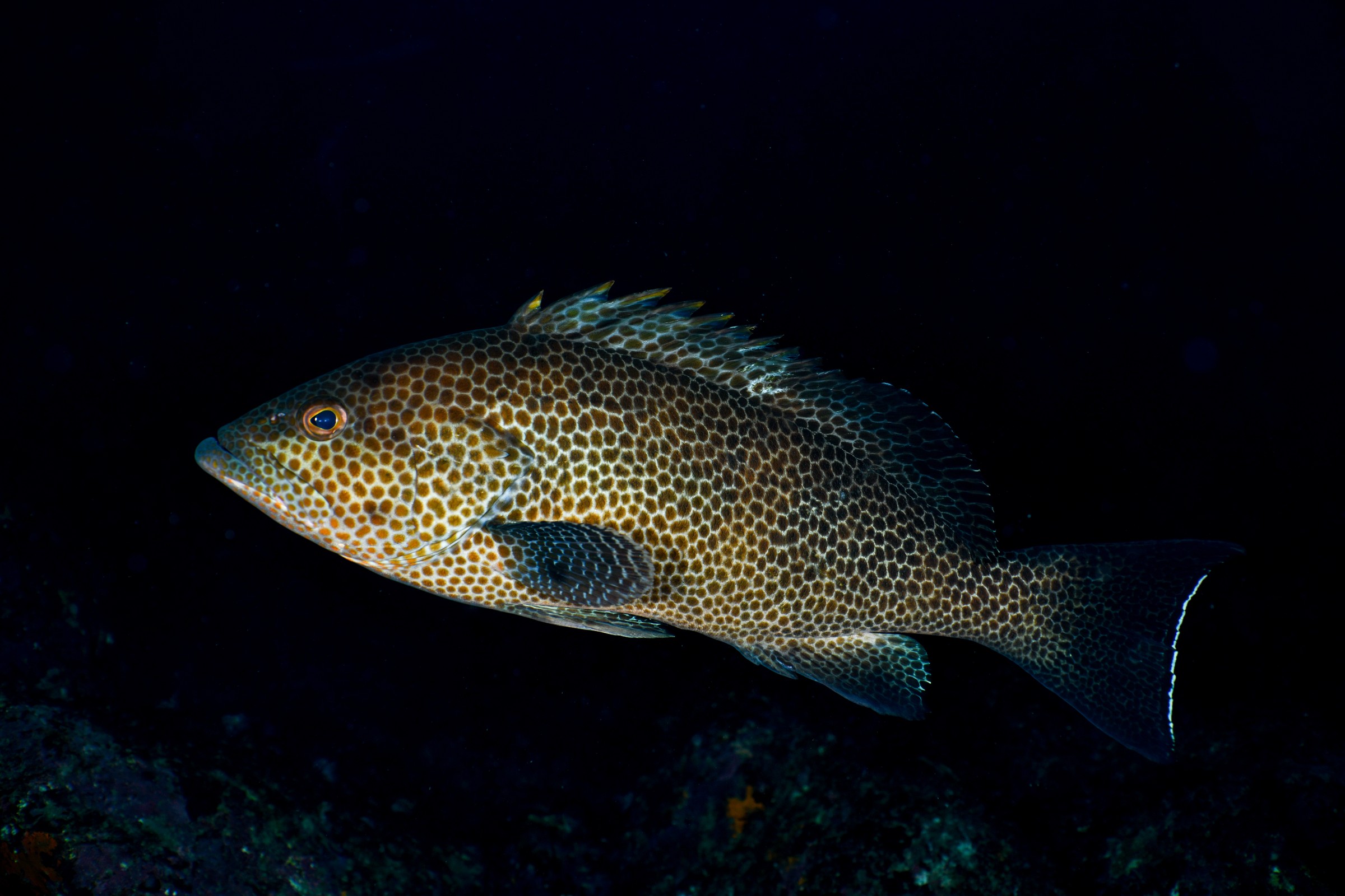 オオモンハタ（Epinephelus areolatus）｜串本