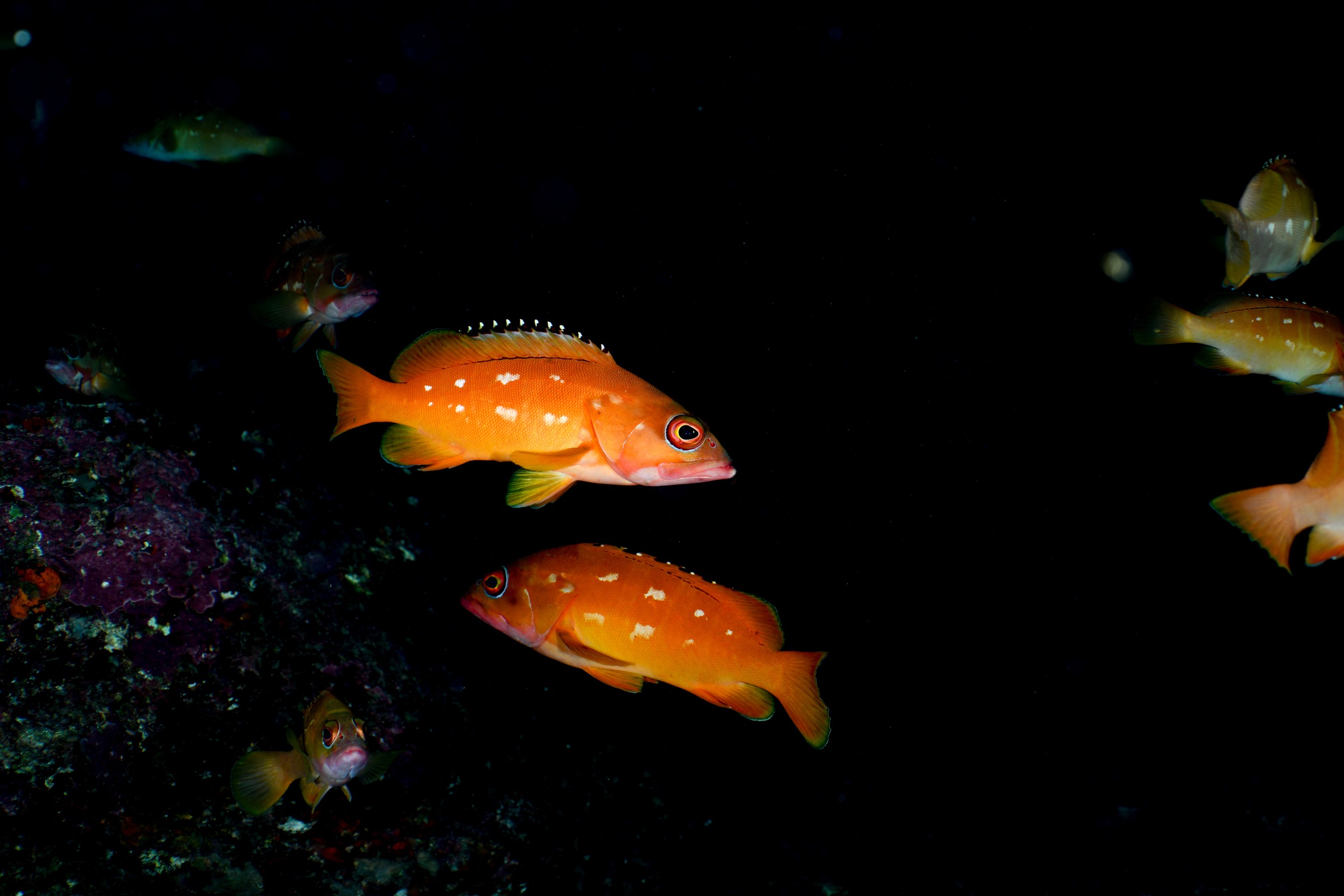 アカハタ（Epinephelus fasciatus）｜串本