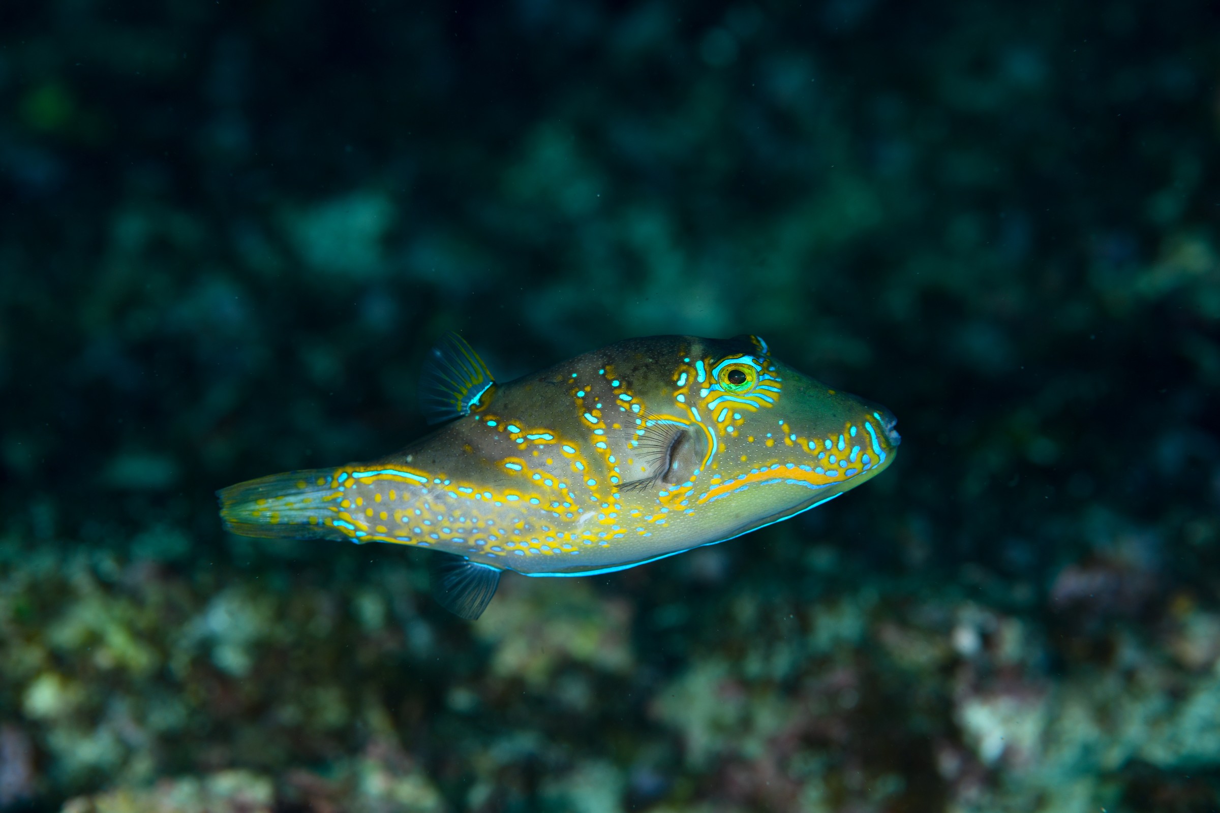 モンキキンチャクフグ（Canthigaster epilampra）｜串本