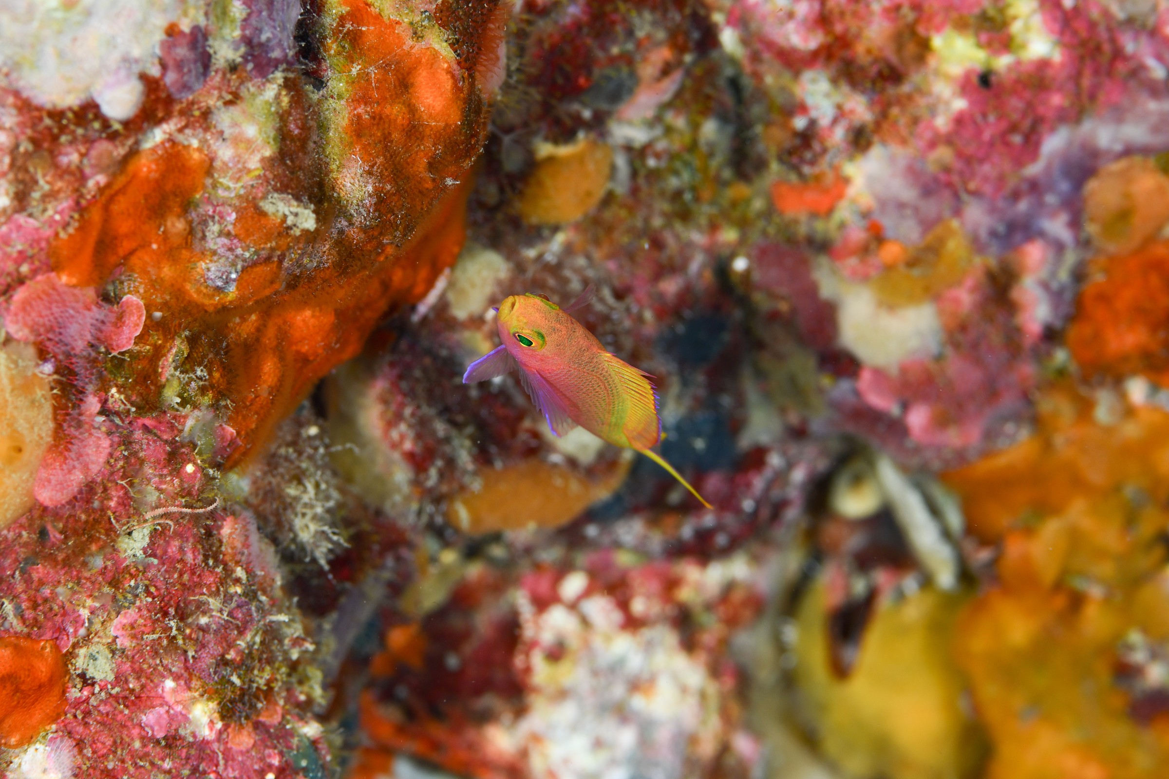 フチドリハナダイ（幼魚）（Pseudanthias randalli）｜串本