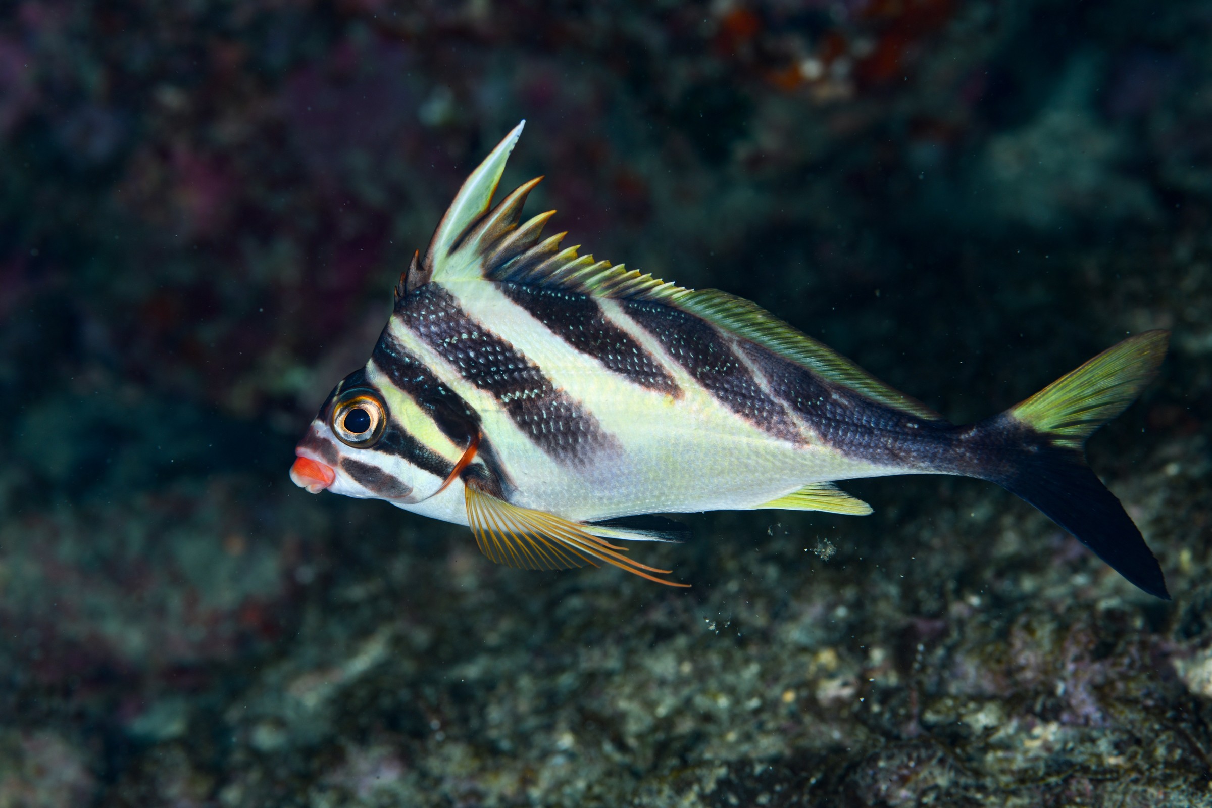 ミギマキ（Goniistius zebra）｜串本