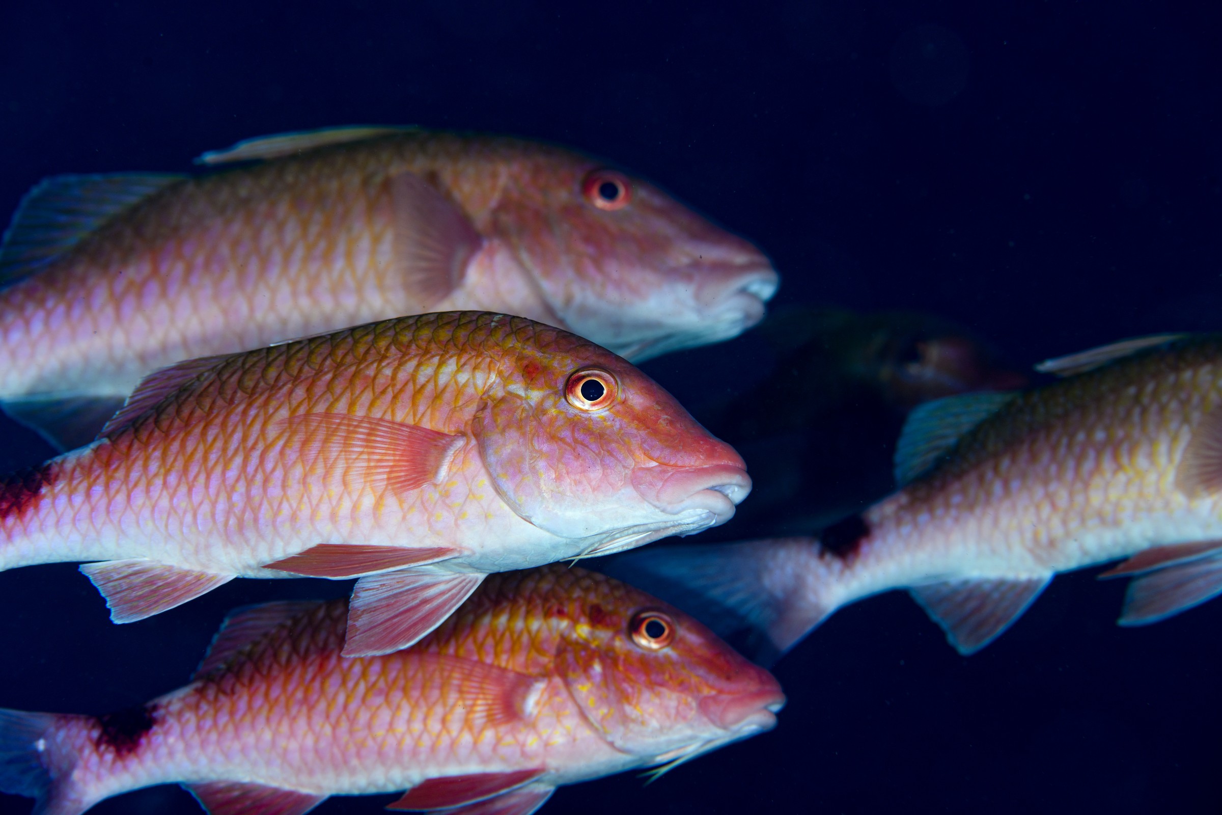 ホウライヒメジの群れ（Parupeneus ciliatus）｜串本