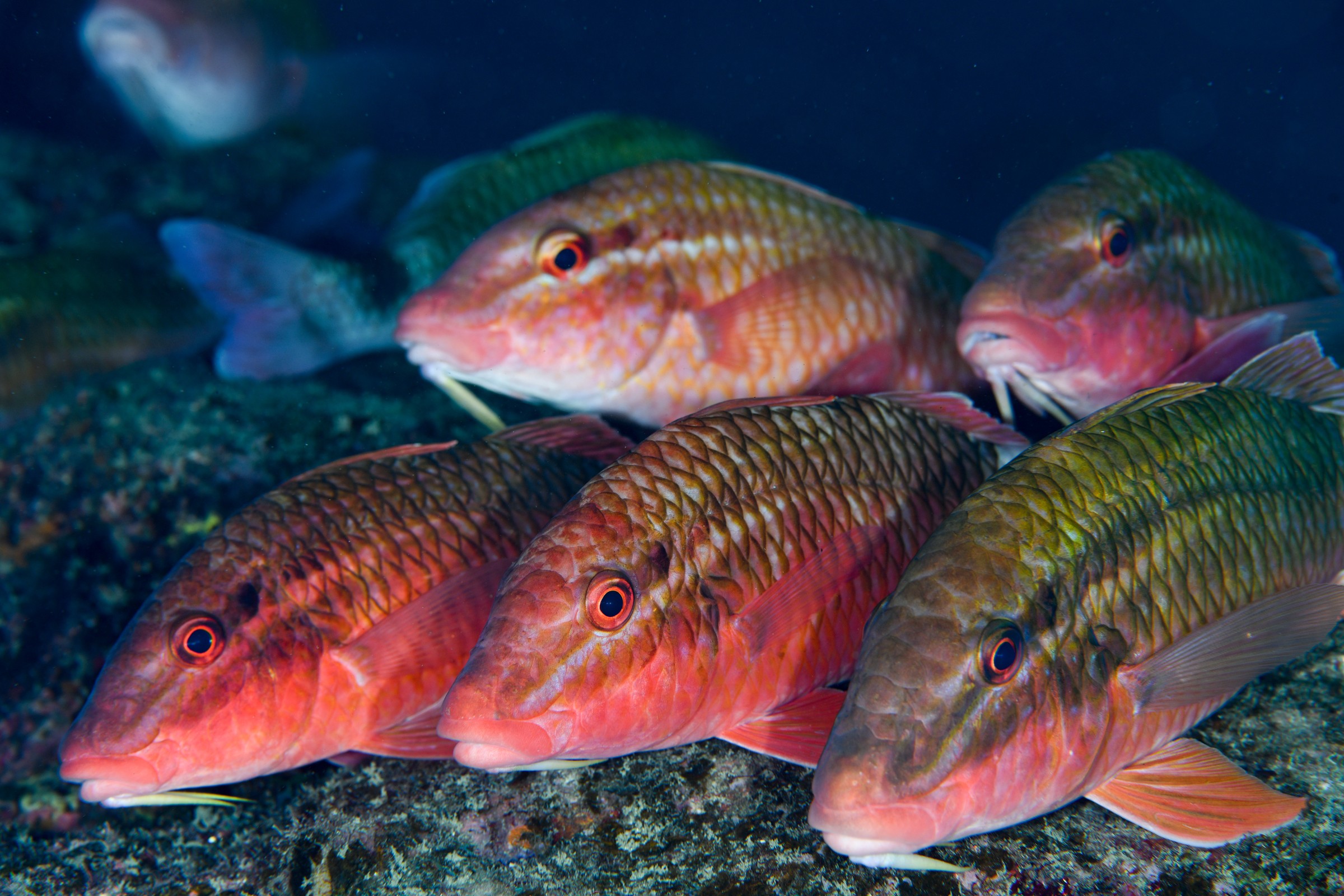 ホウライヒメジの群れ（Parupeneus ciliatus）｜串本