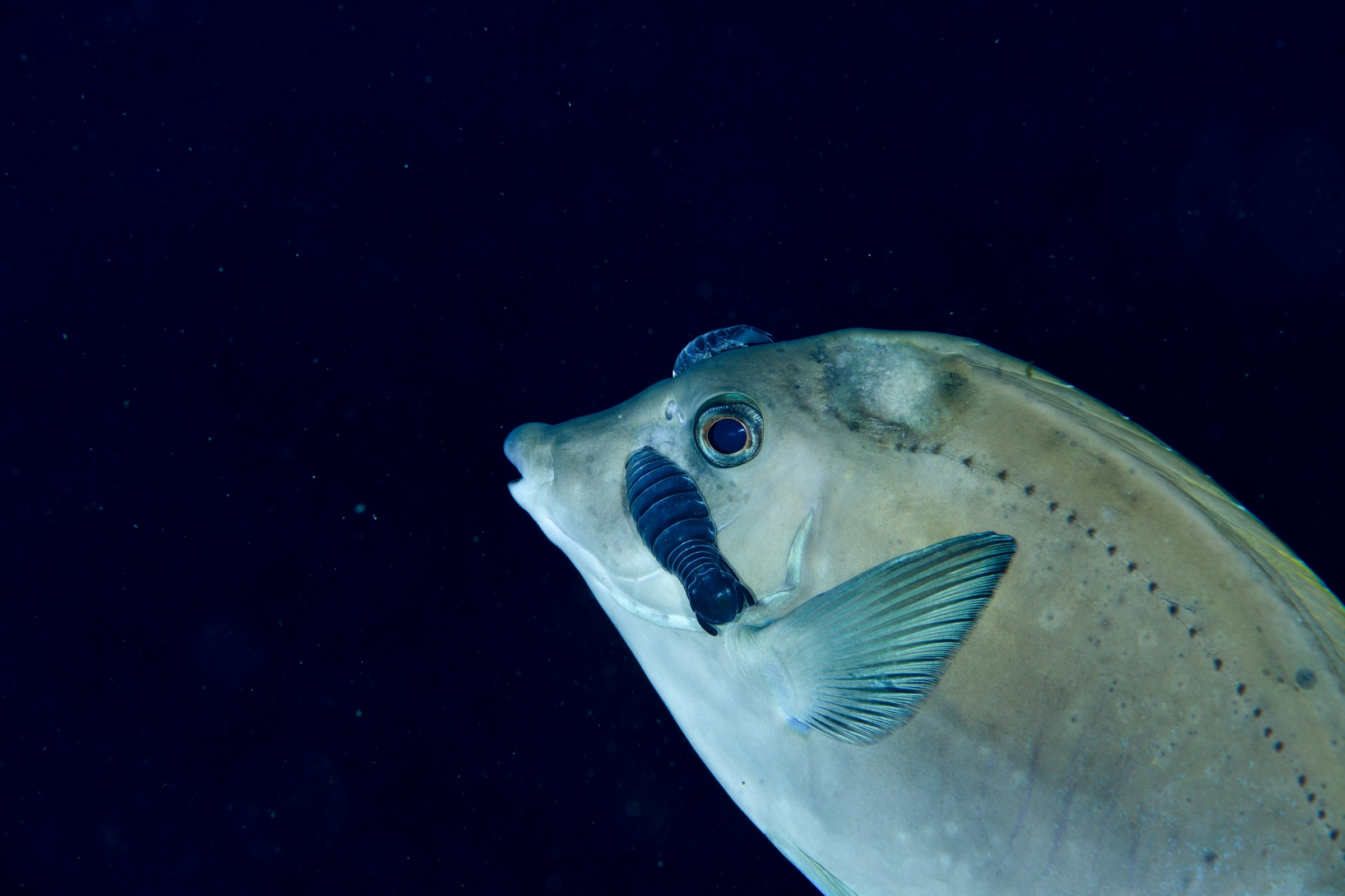 ニザダイ（Prionurus scalprum）｜串本