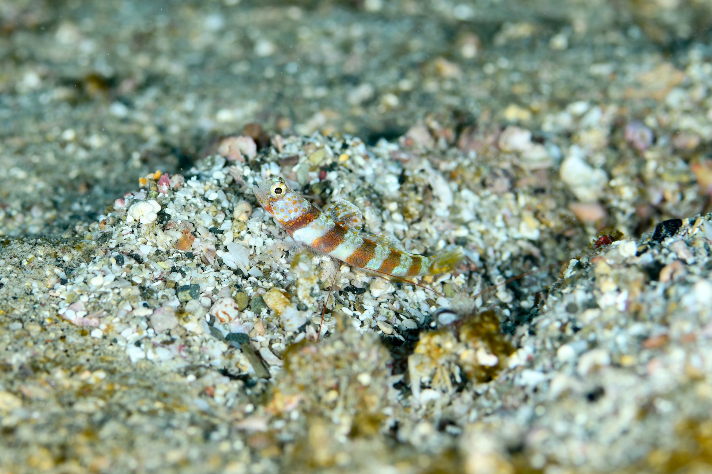 ダンダラダテハゼ（Amblyeleotris diagonalis）｜串本