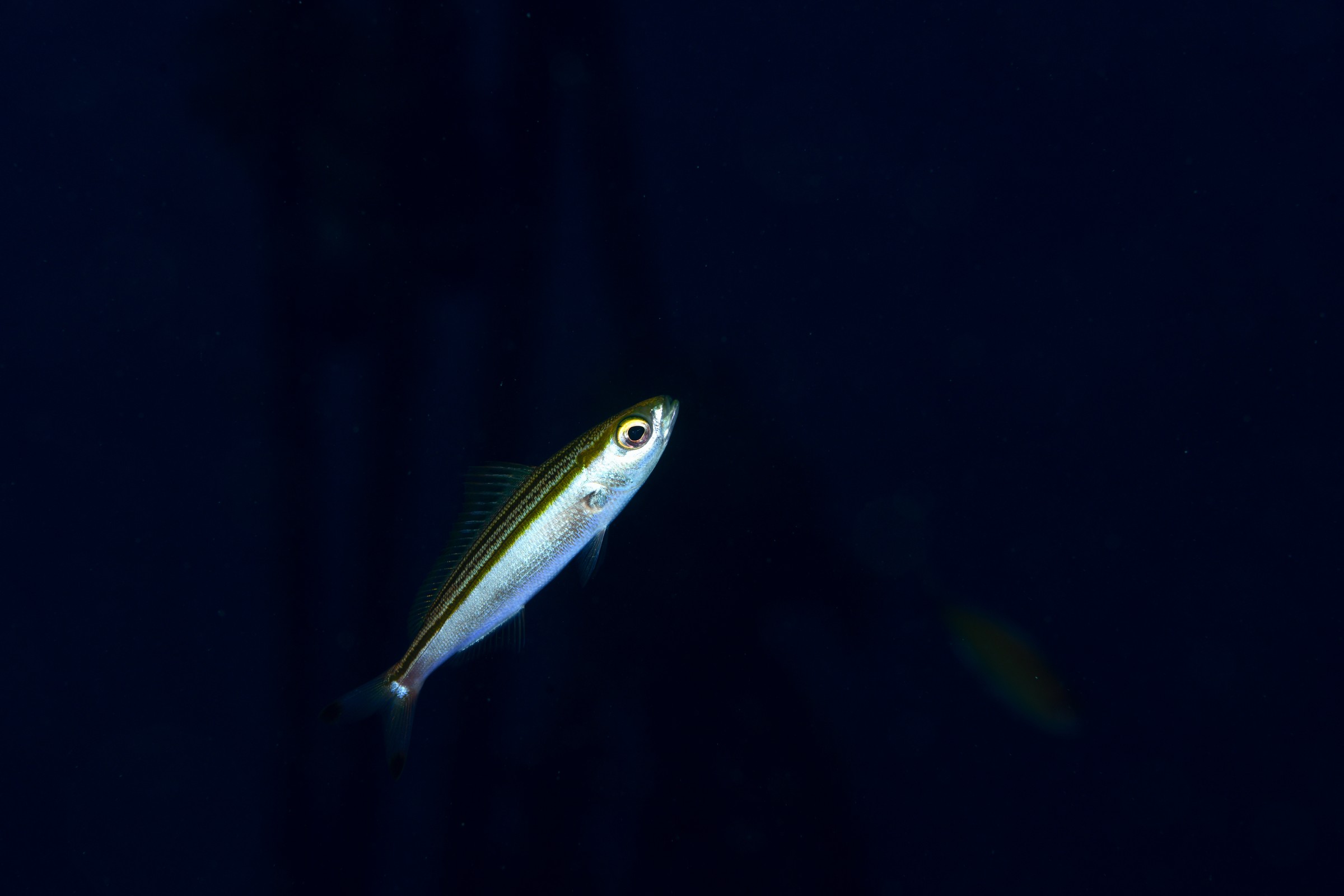 タカサゴ（Pterocaesio digramma）｜串本