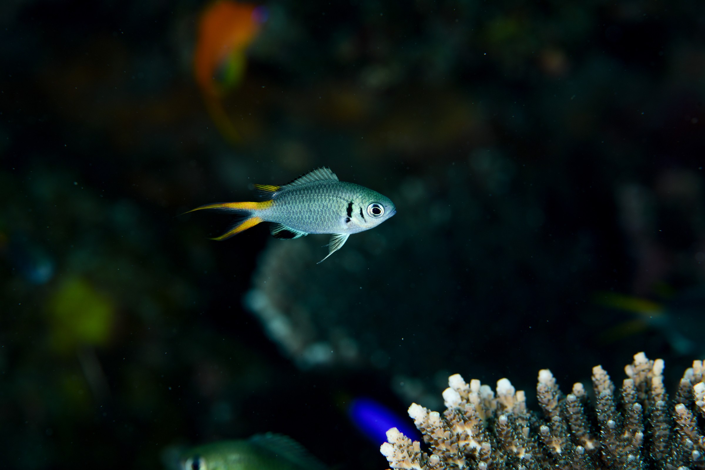 モンスズメダイ（Chromis xanthura）｜串本