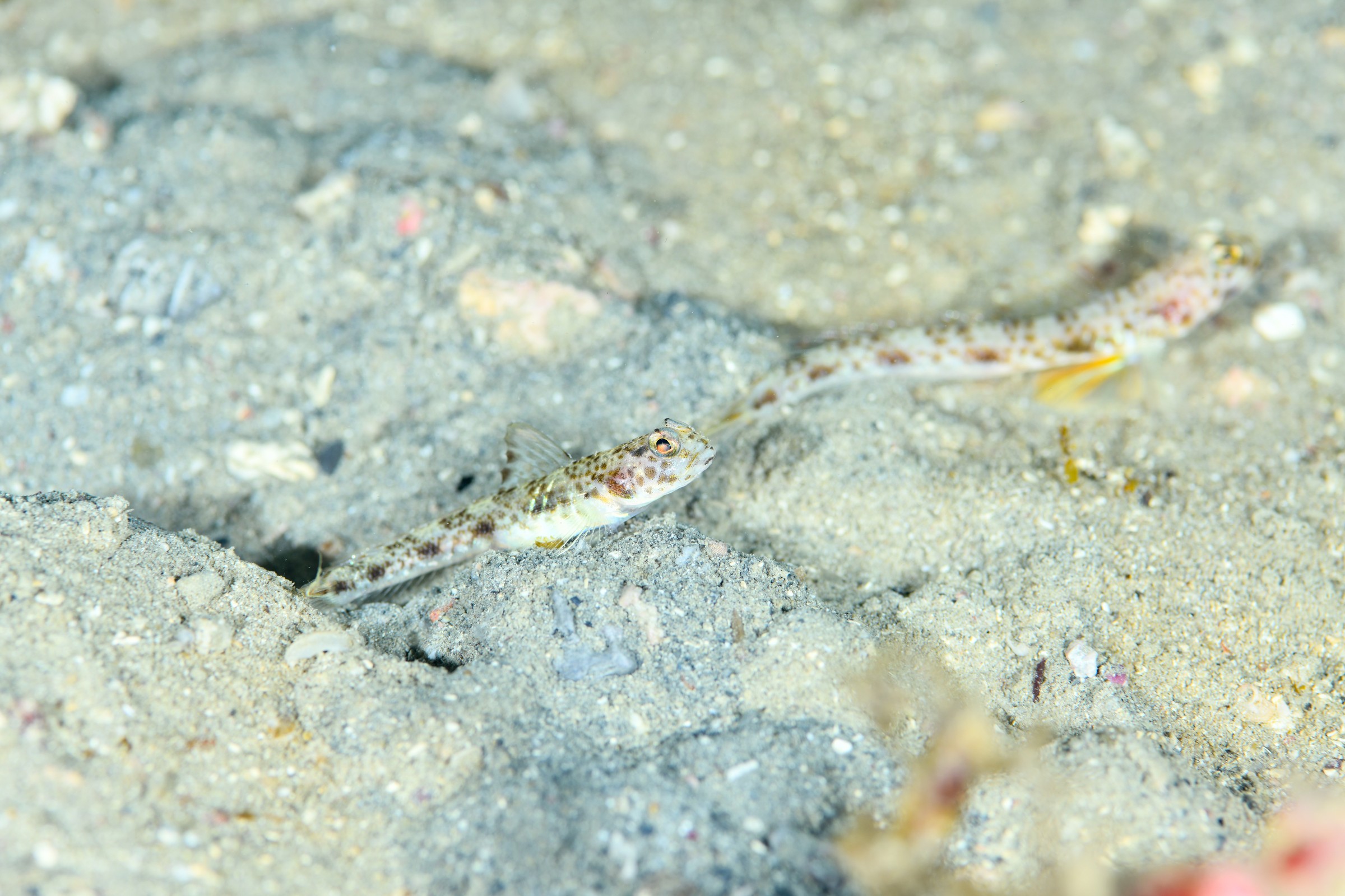オニハゼsp.7（メス）と思われる個体（Tomiyamichthys sp.）｜串本