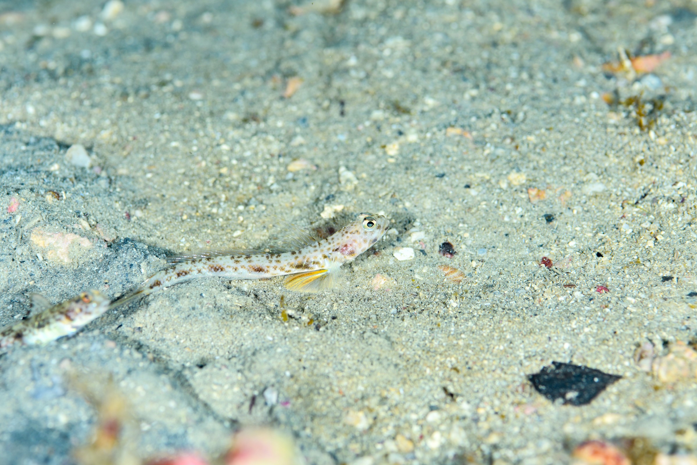 オニハゼsp.7（オス）と思われる個体（Tomiyamichthys sp.）｜串本