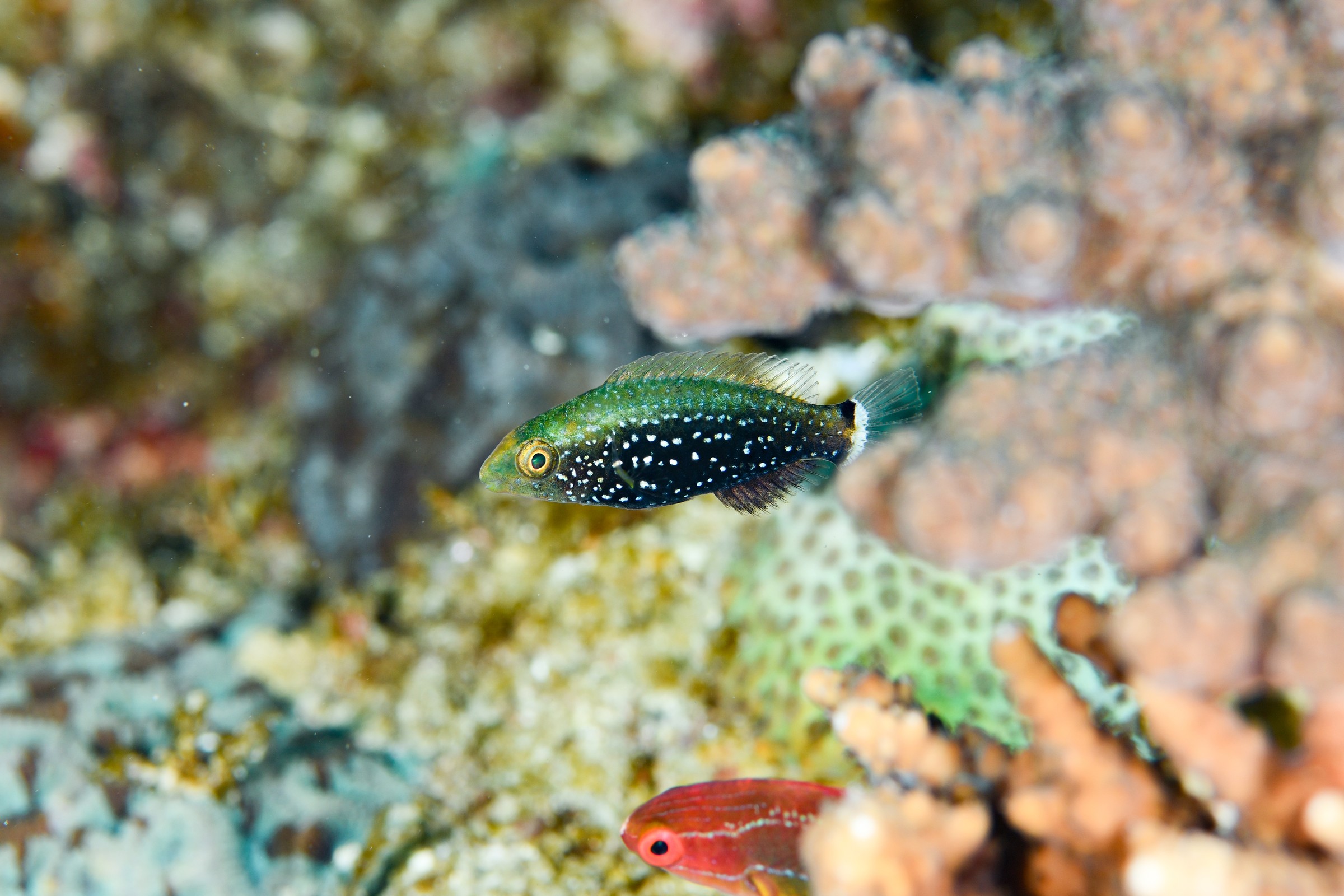 ブチブダイ（幼魚）（Scarus niger）｜串本