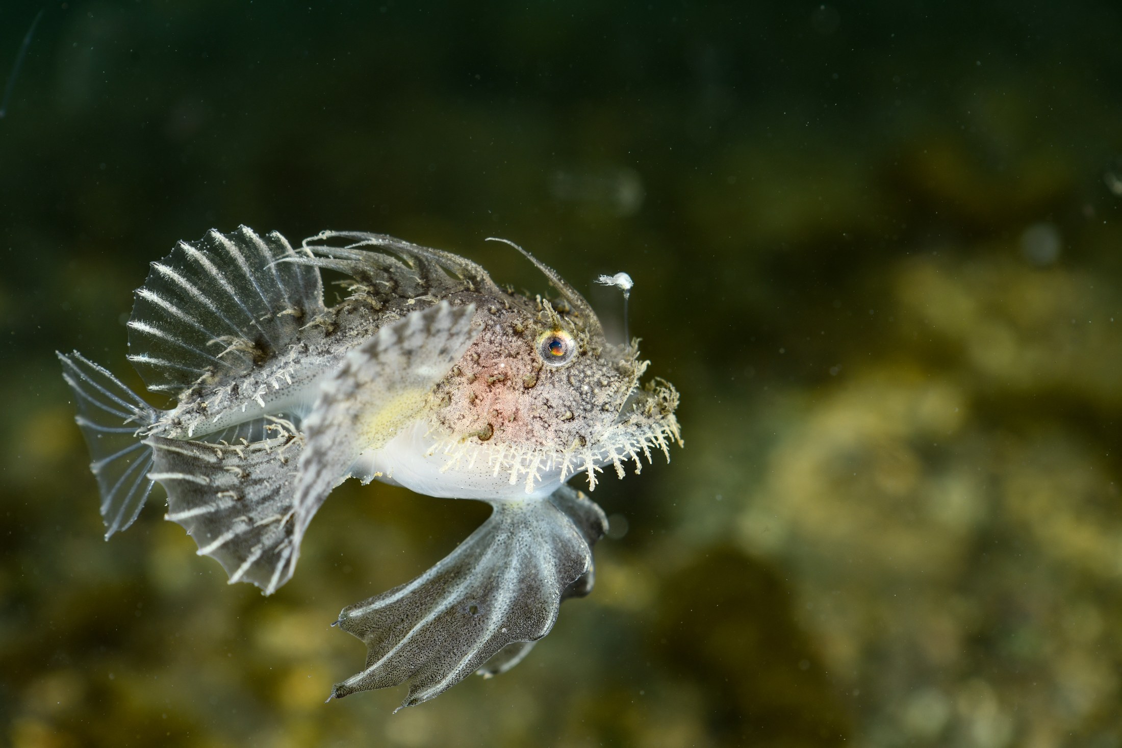 キアンコウの幼魚（Lophius litulon）｜大瀬崎の浮遊系