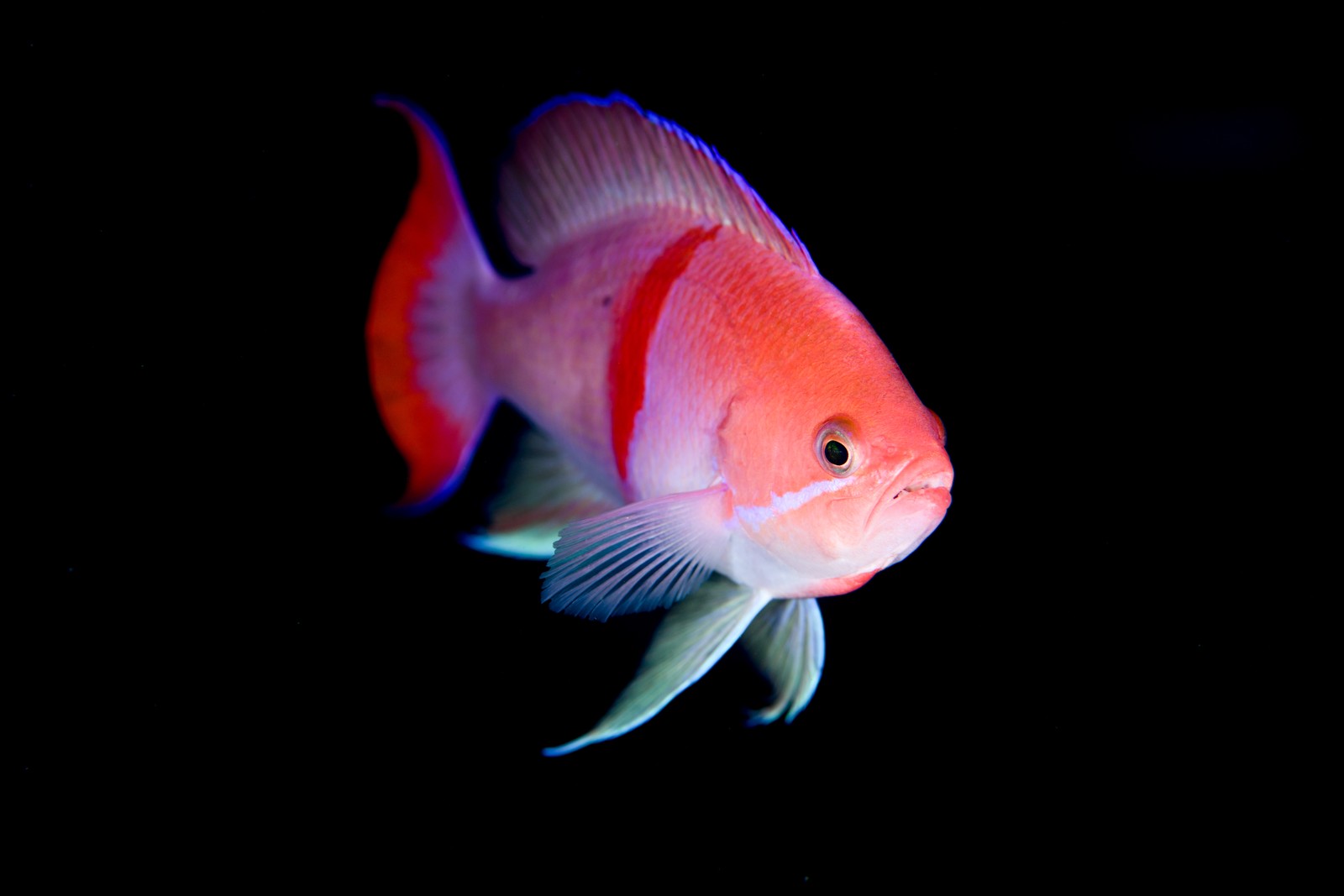アカオビハナダイ(Pseudanthias rubrizonatus)・赤い帯が見える個体