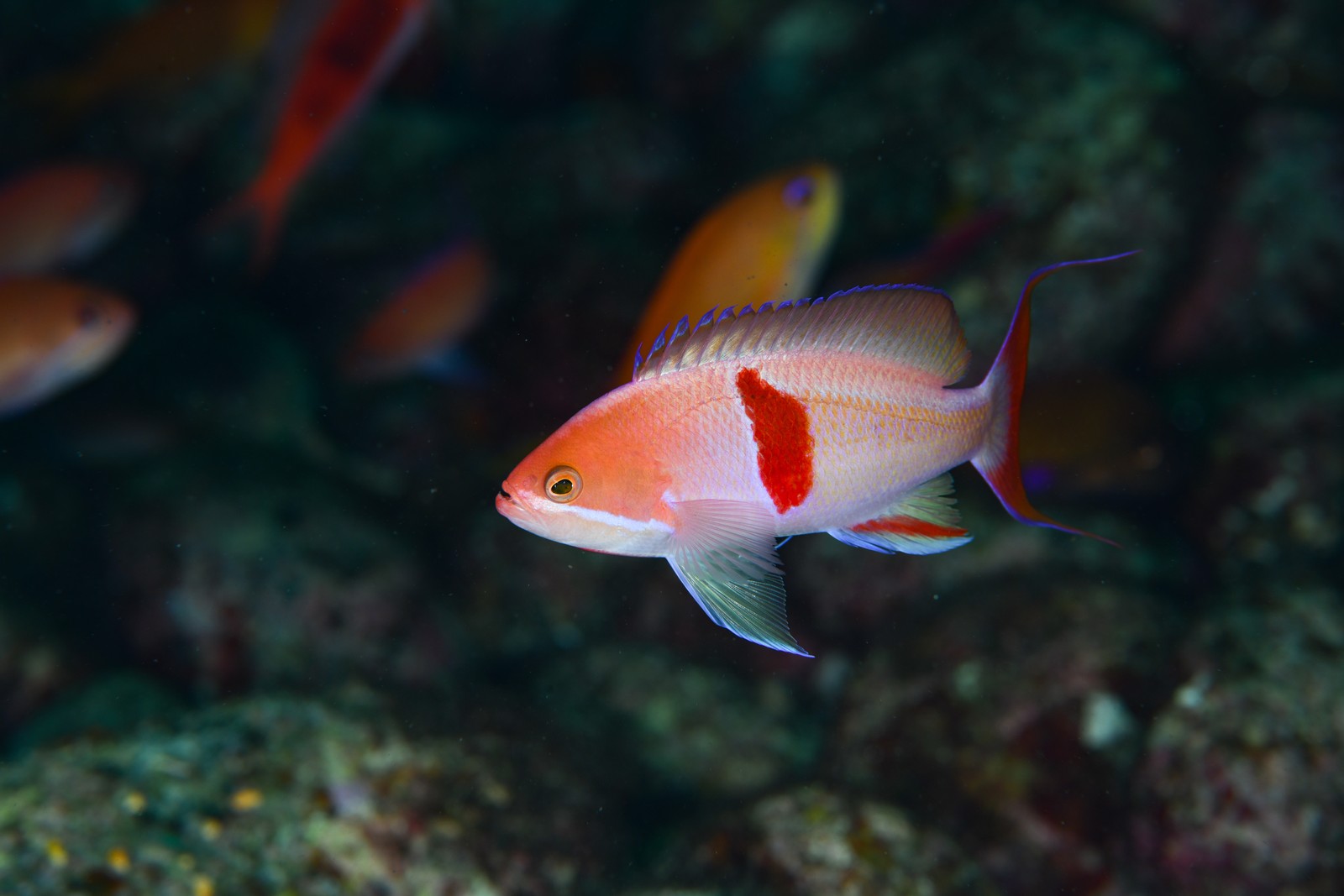 アカオビハナダイ(Pseudanthias rubrizonatus)・成魚