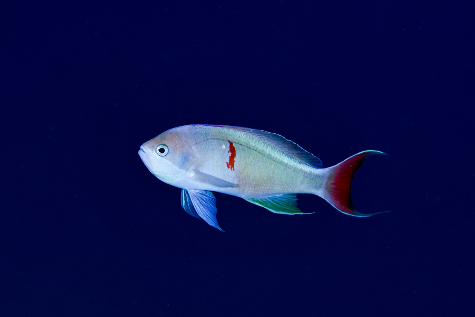 カシワハナダイ(Pseudanthias cooperi)・婚姻色