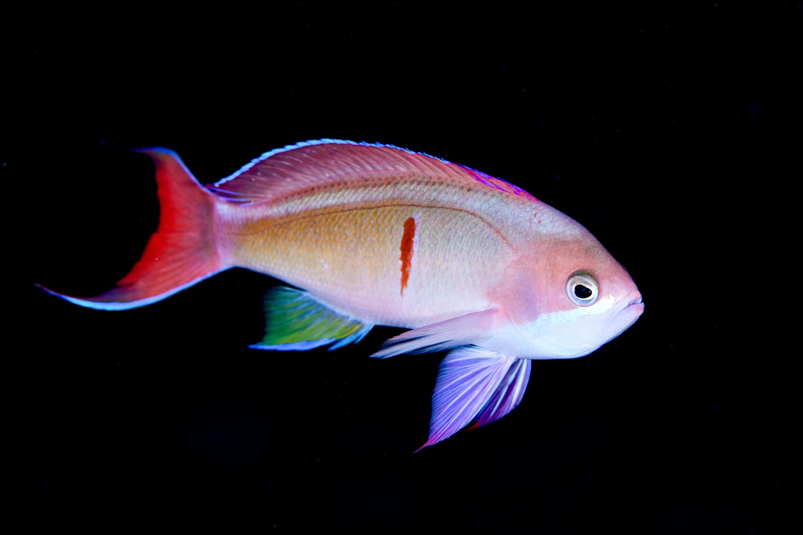 カシワハナダイ(Pseudanthias cooperi)・赤い帯が見える個体