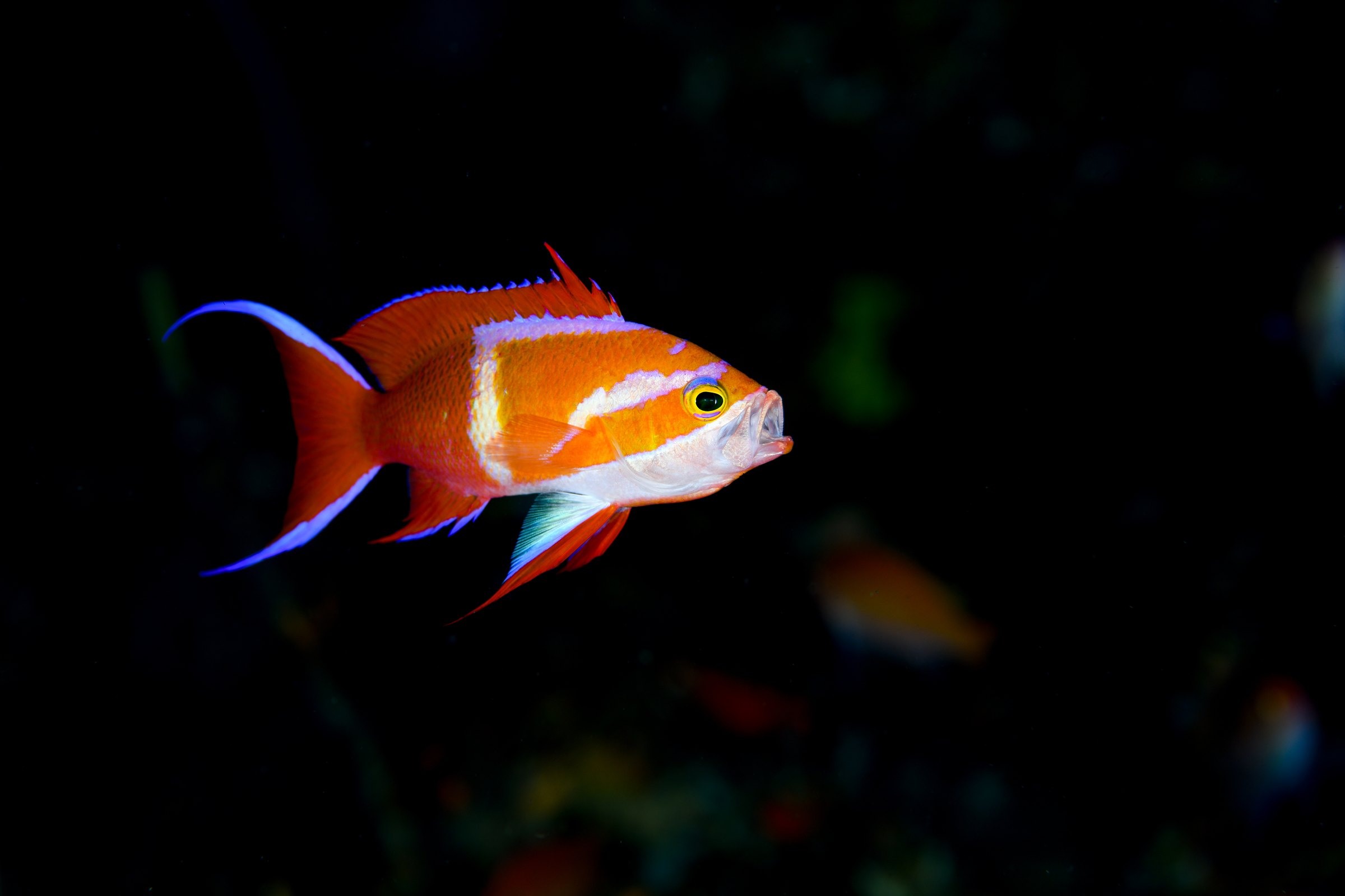 シロオビハナダイの婚姻色（Pseudanthias leucozonus）