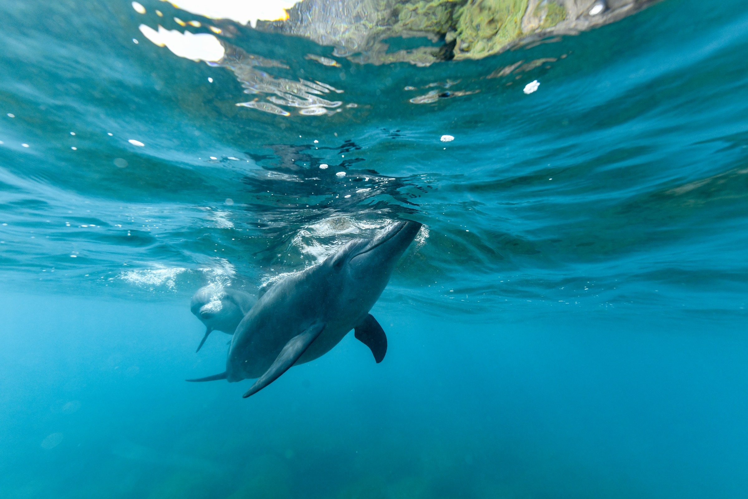 ミナミハンドウイルカ(Tursiops aduncus)