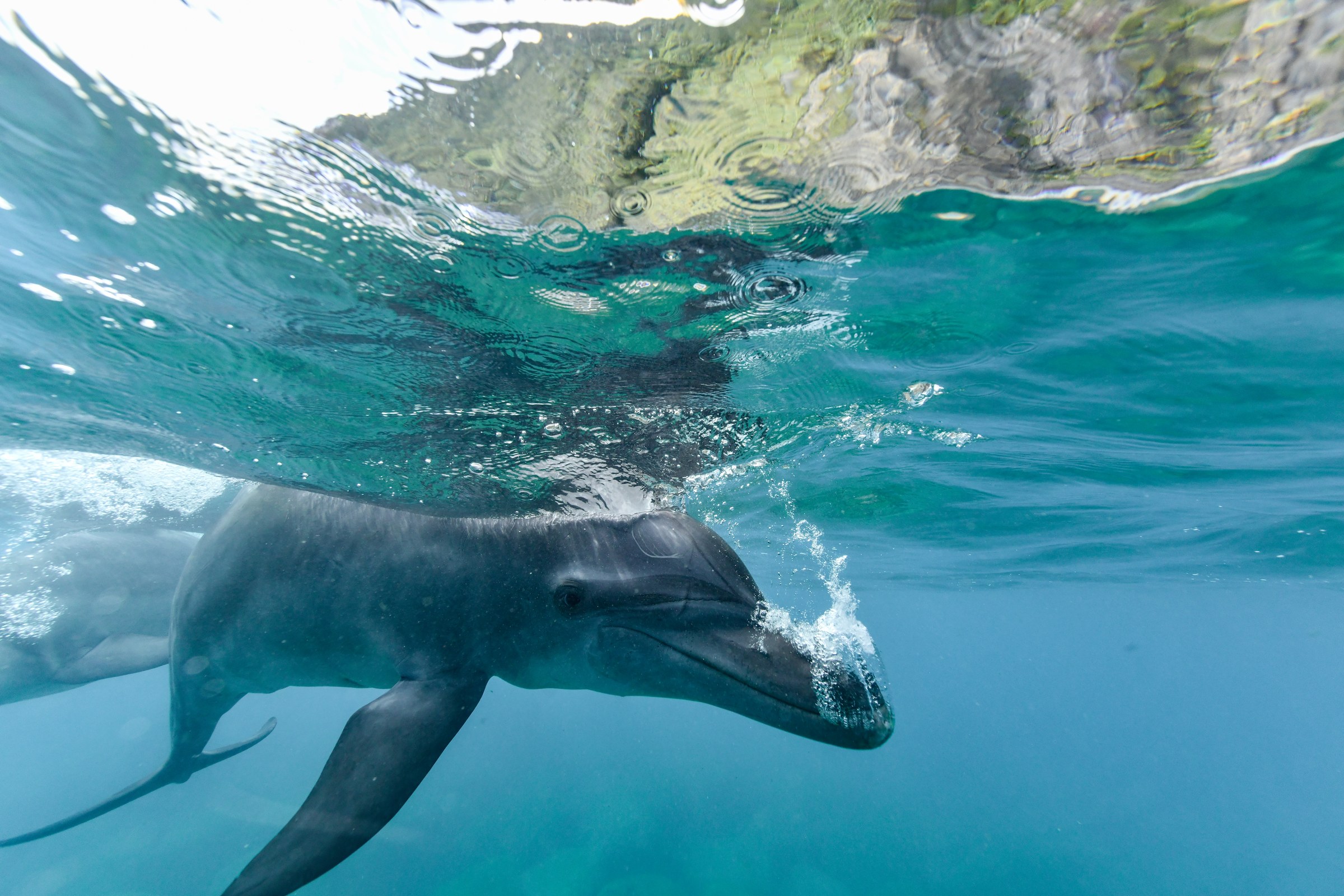 ミナミハンドウイルカ(Tursiops aduncus)
