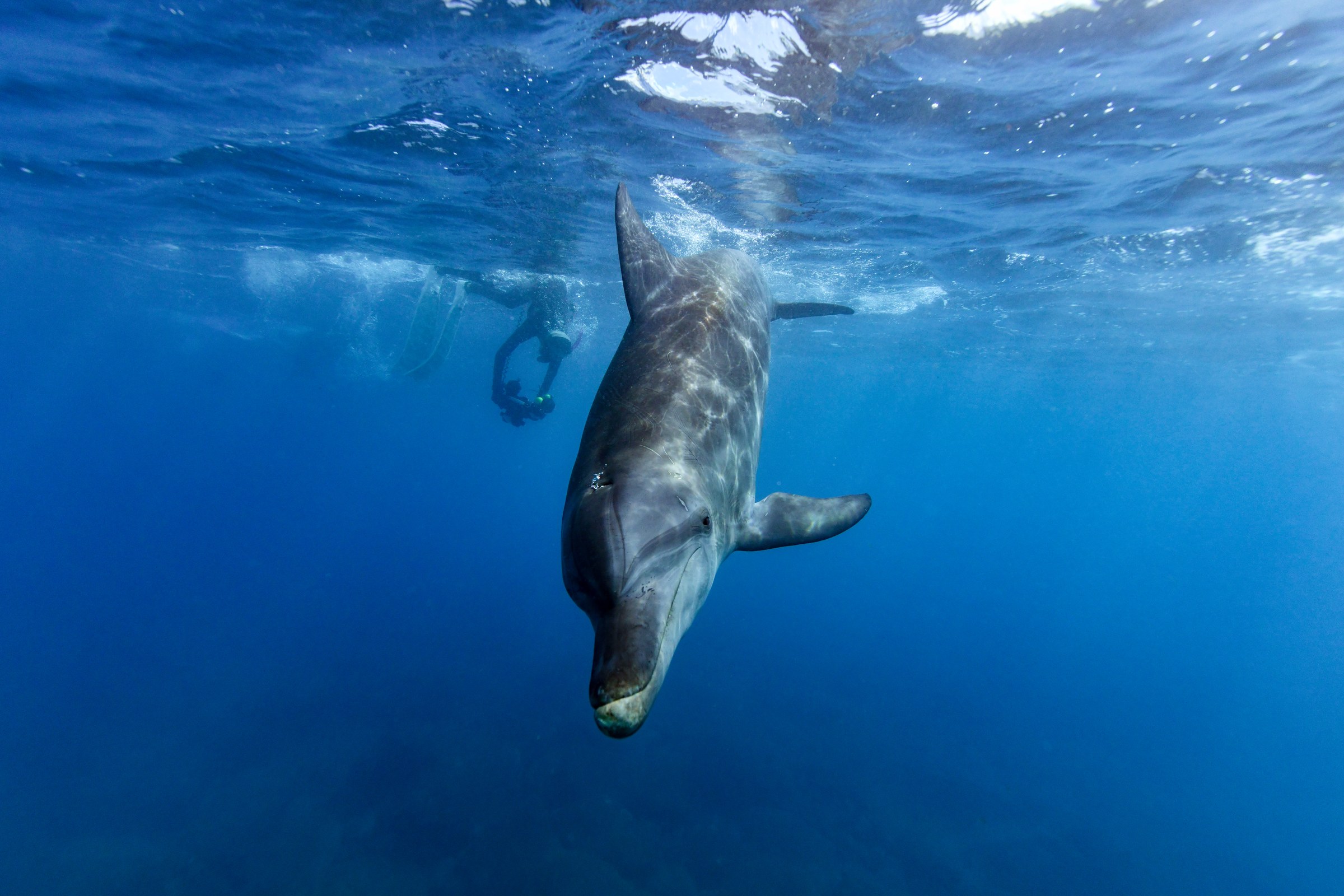 ミナミハンドウイルカ(Tursiops aduncus)