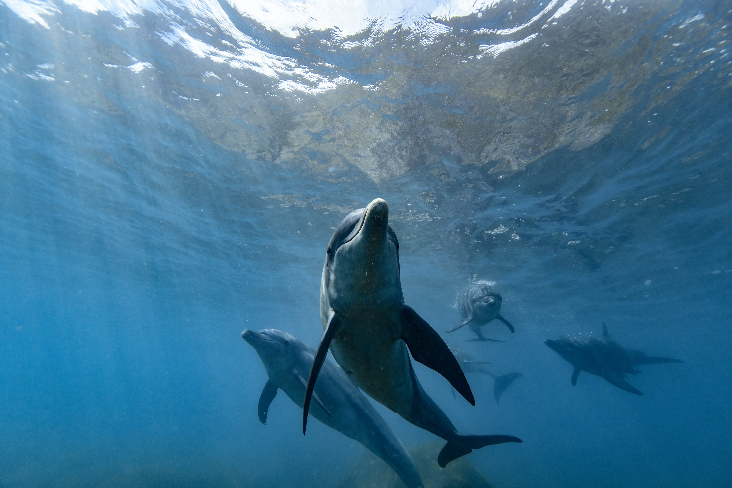 ミナミハンドウイルカ(Tursiops aduncus)