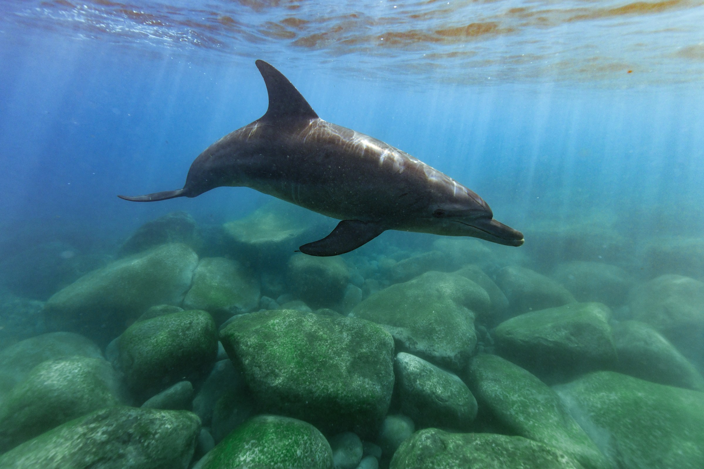 ミナミハンドウイルカ(Tursiops aduncus)