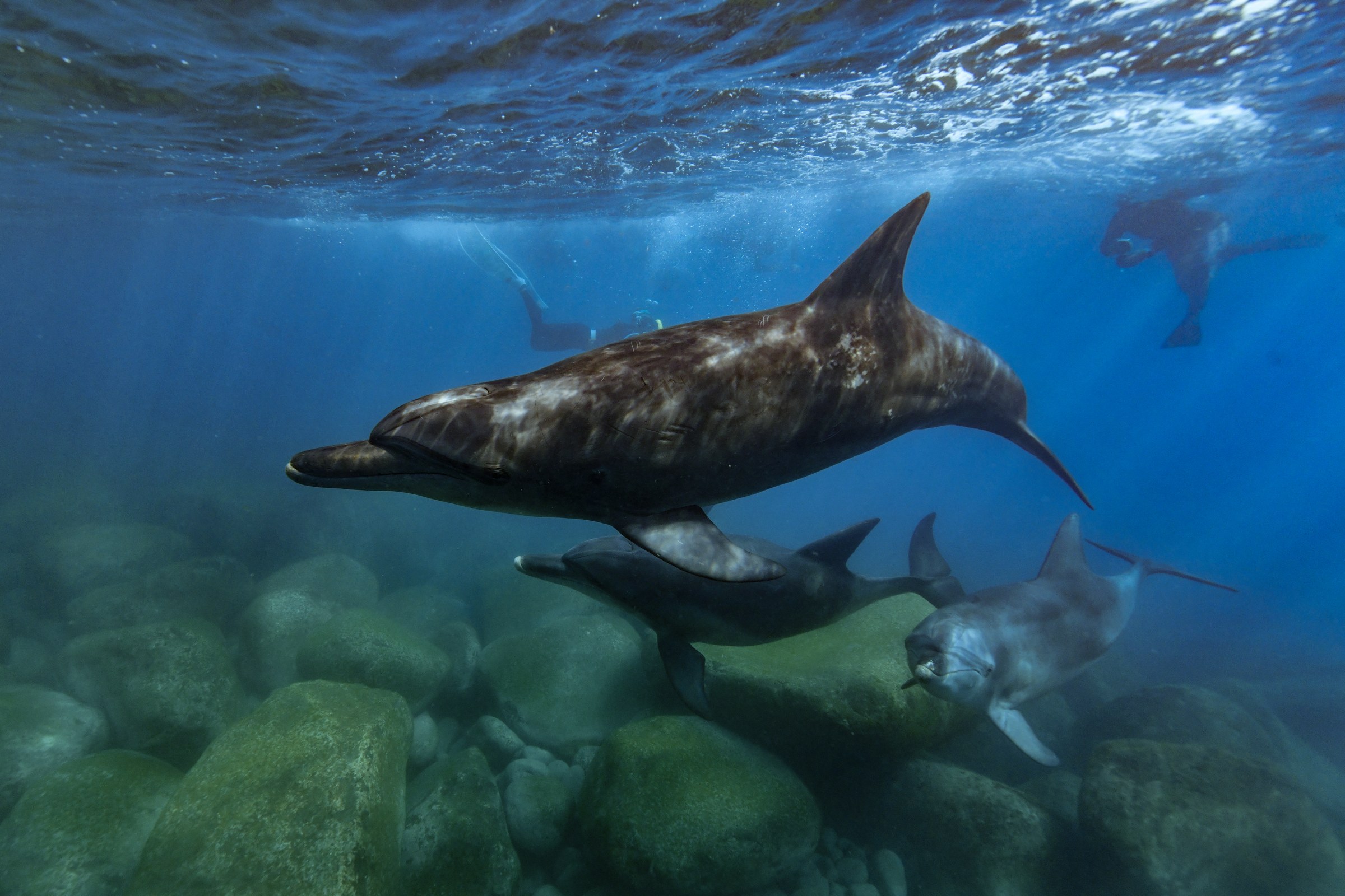 ミナミハンドウイルカ(Tursiops aduncus)