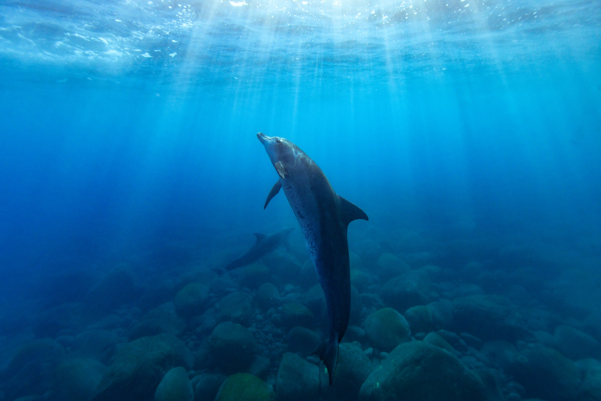 ミナミハンドウイルカ(Tursiops aduncus)