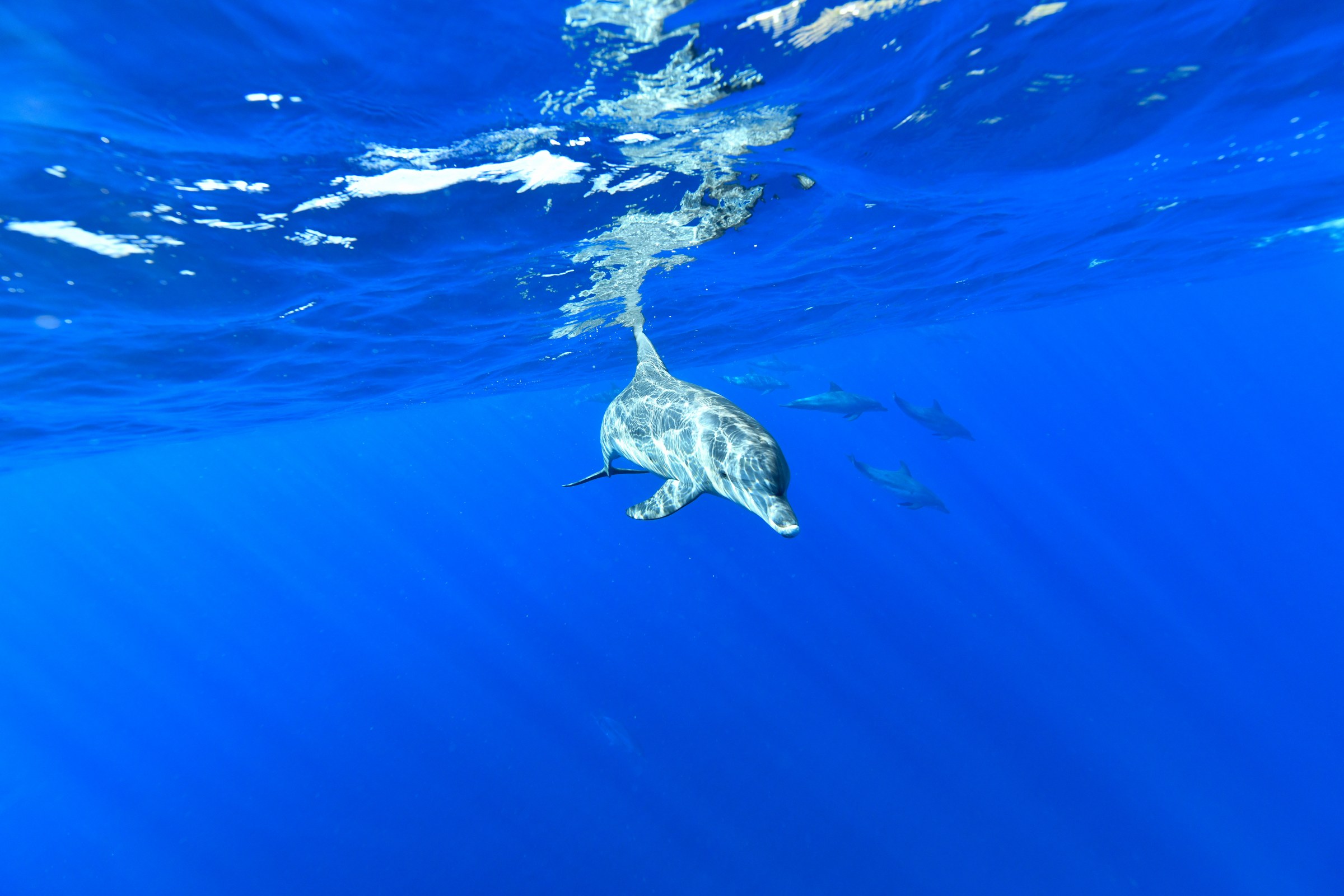 ミナミハンドウイルカ(Tursiops aduncus)