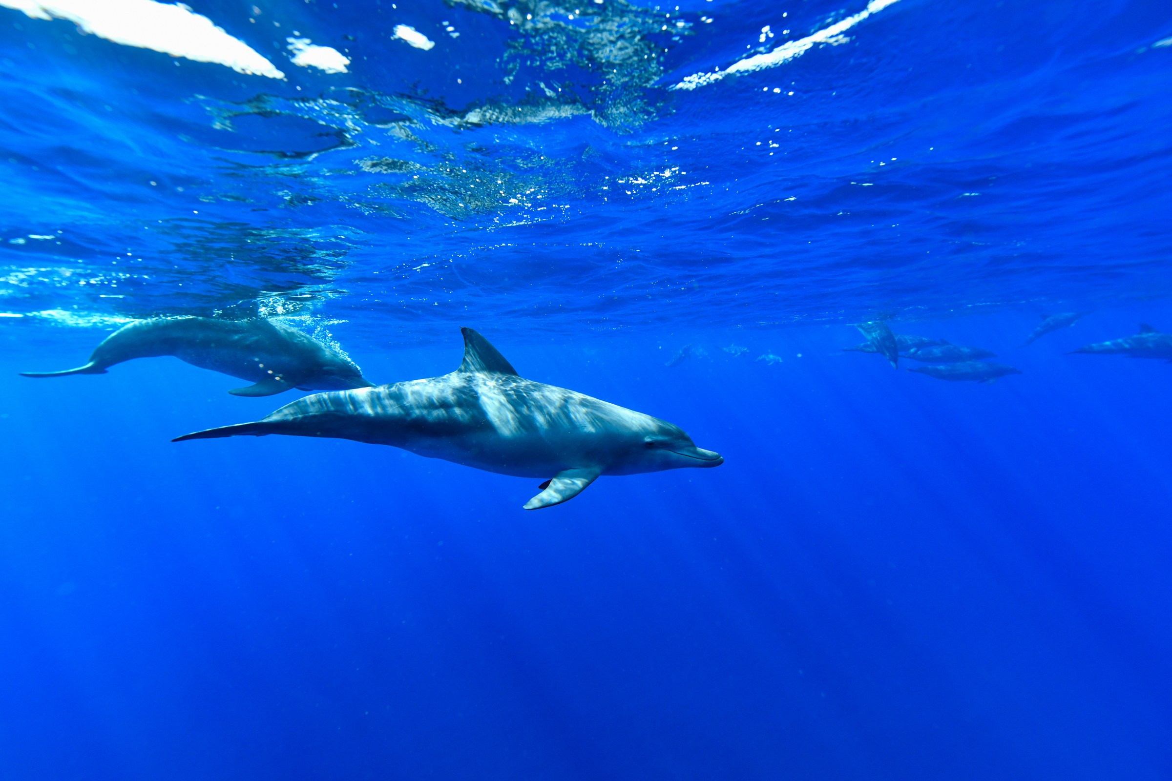 ミナミハンドウイルカ(Tursiops aduncus)