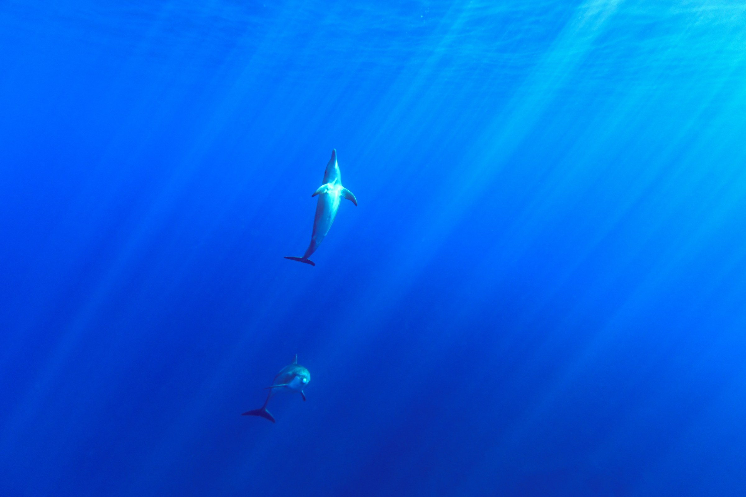 ミナミハンドウイルカ(Tursiops aduncus)