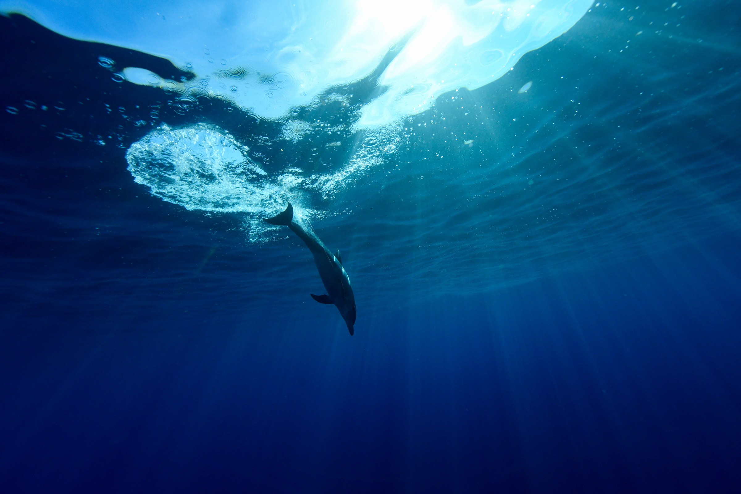 ミナミハンドウイルカ(Tursiops aduncus)