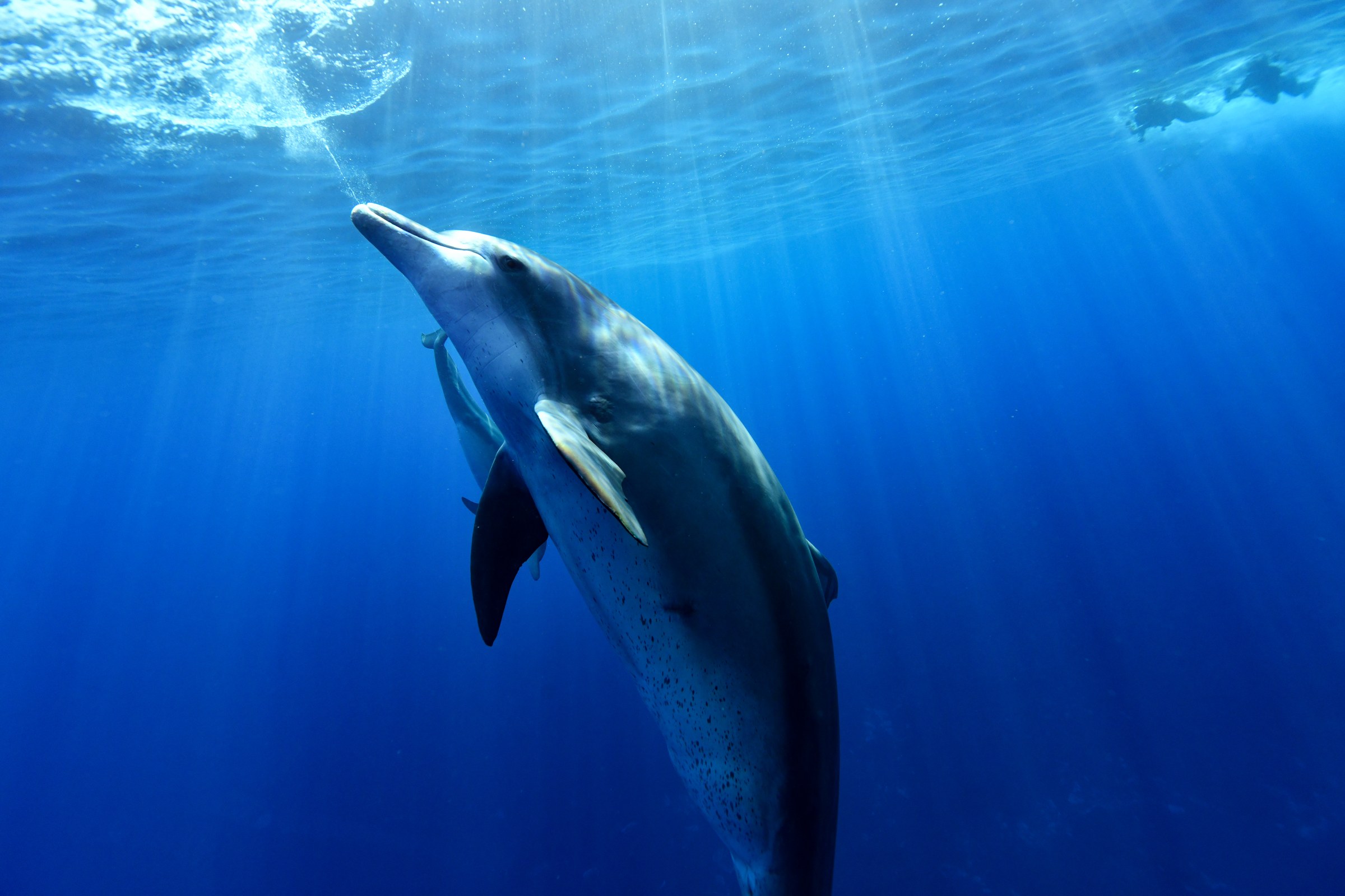 ミナミハンドウイルカ(Tursiops aduncus)