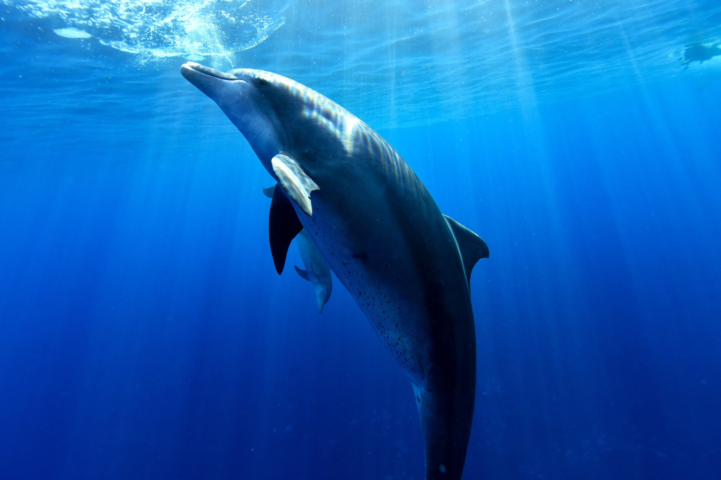 ミナミハンドウイルカ(Tursiops aduncus)