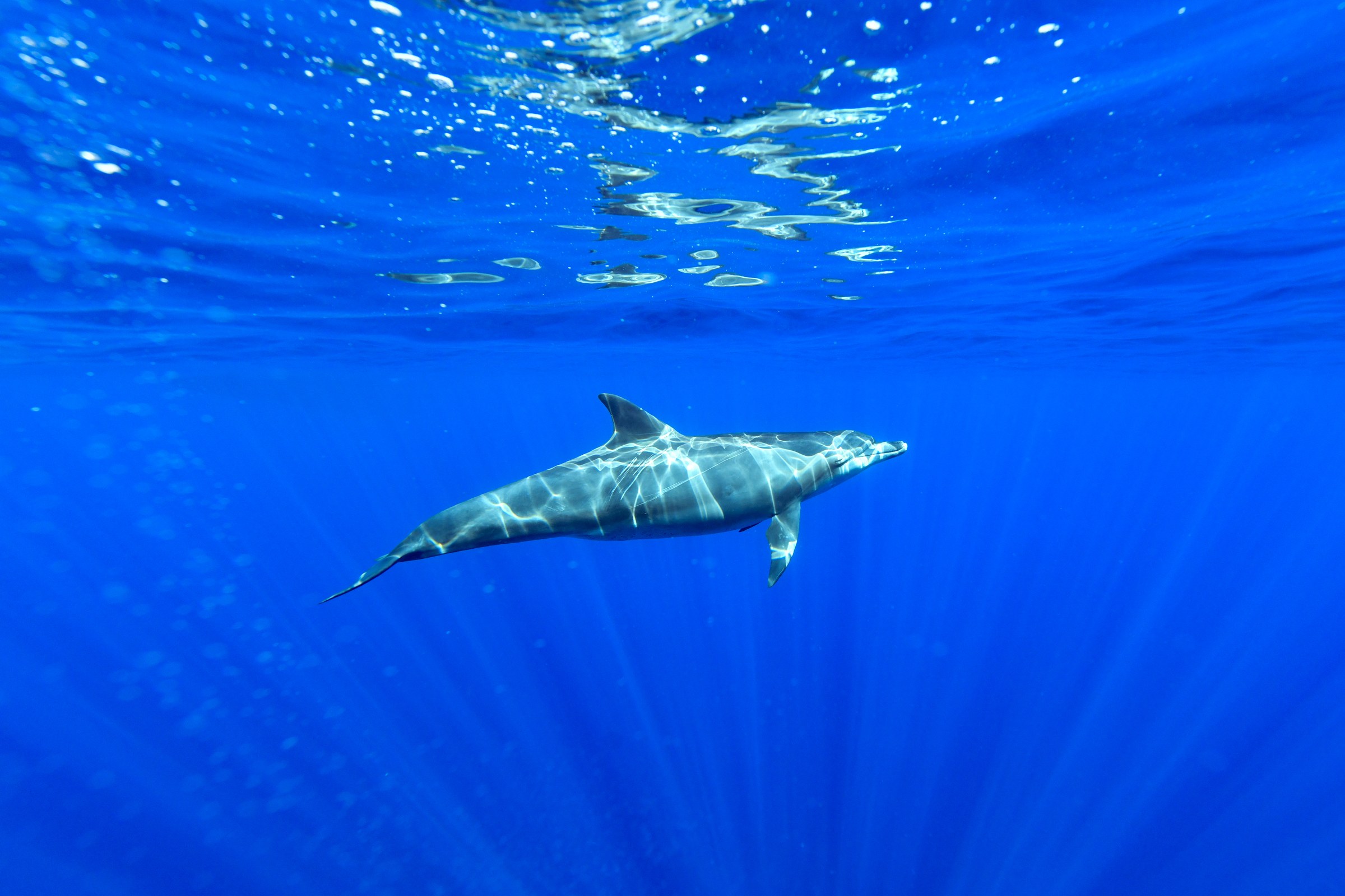 ミナミハンドウイルカ(Tursiops aduncus)