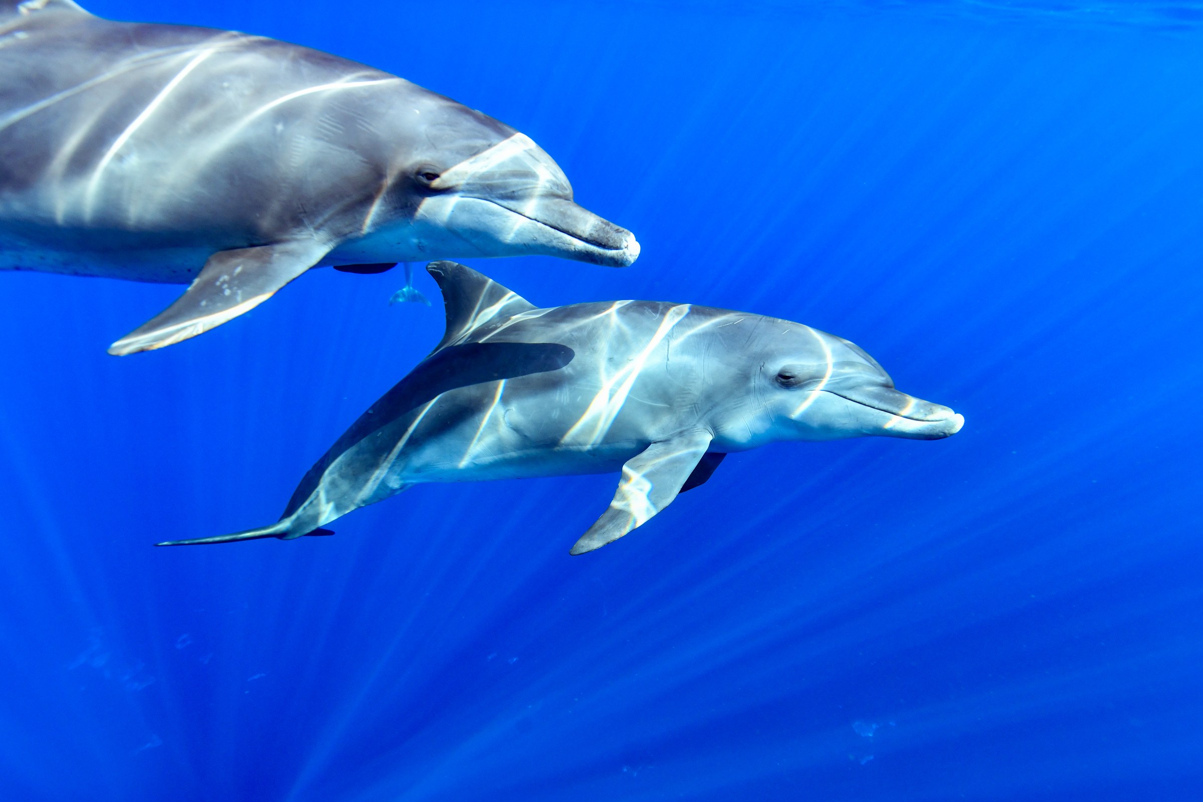 ミナミハンドウイルカ(Tursiops aduncus)