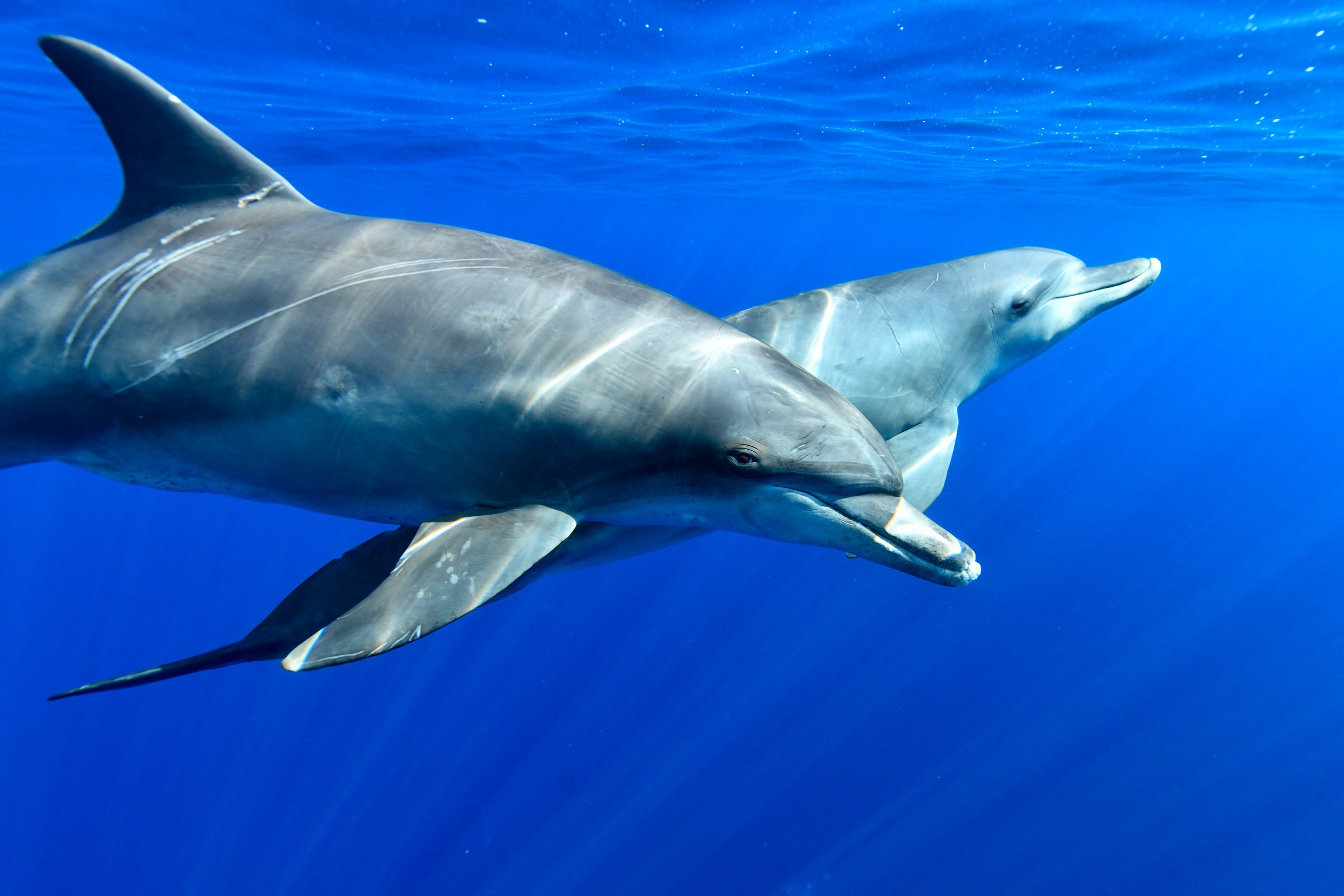ミナミハンドウイルカ(Tursiops aduncus)